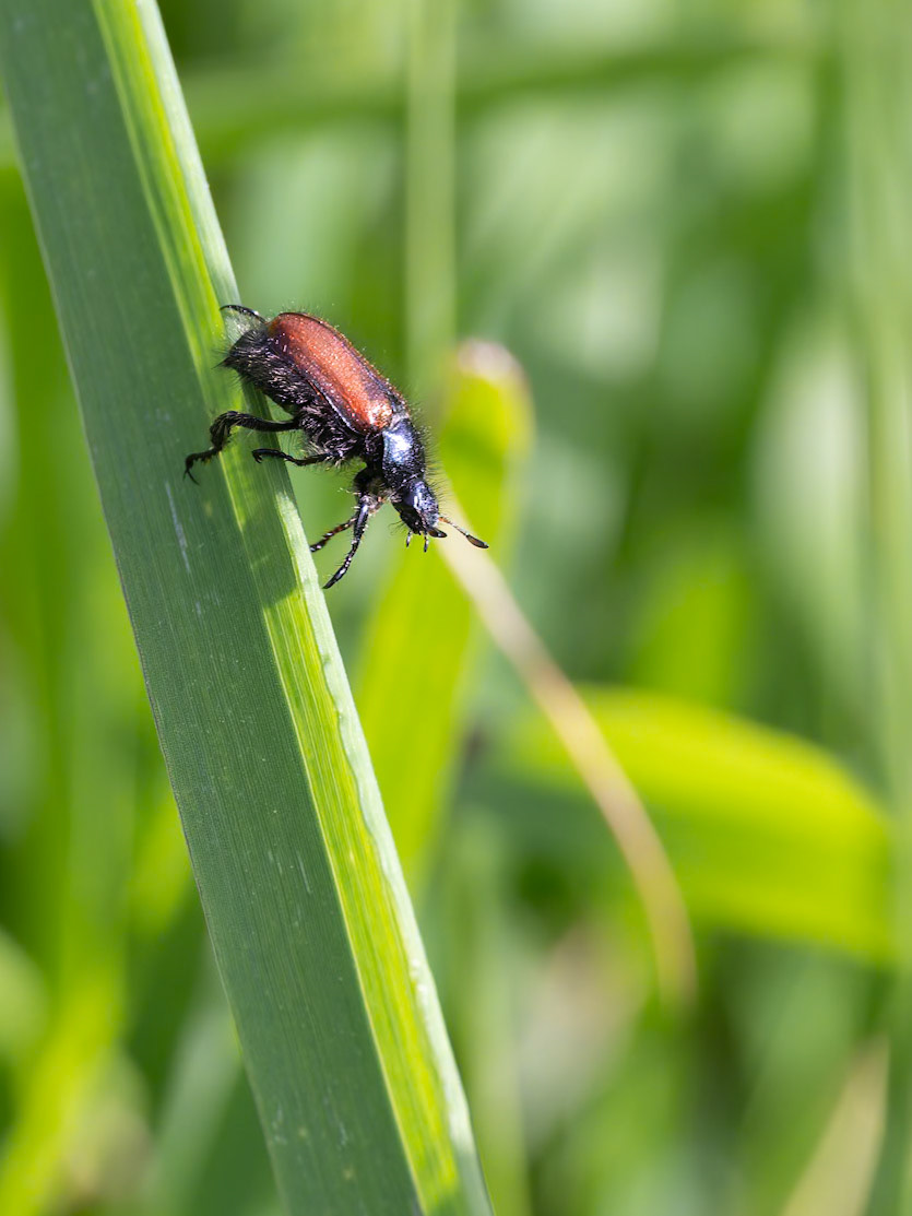Garden Chafer