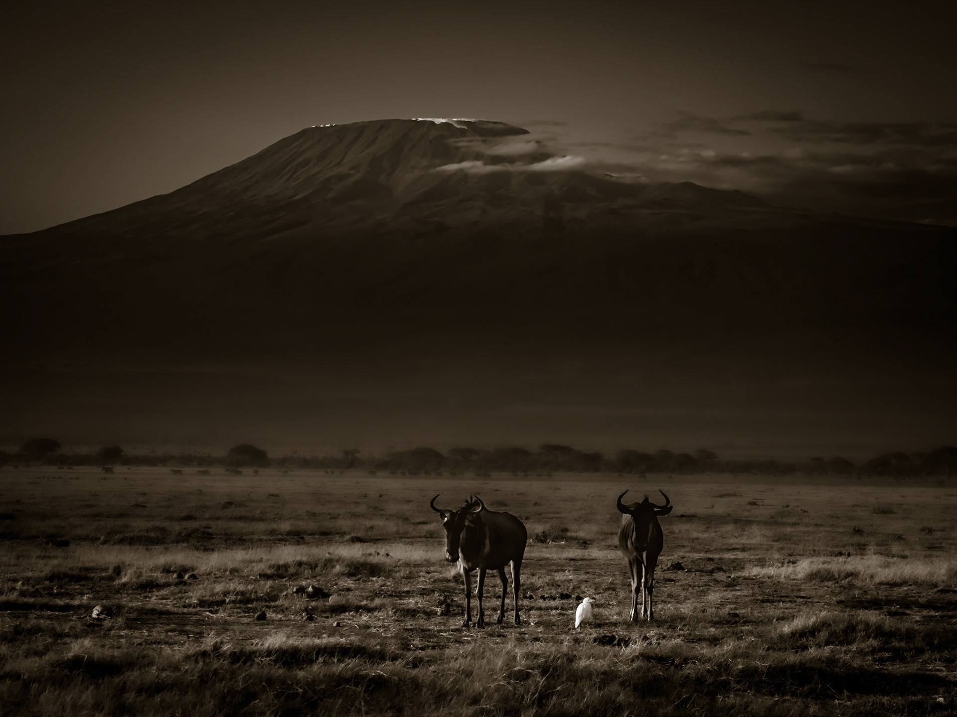Two Wildebeest with Kilimanjaro in background