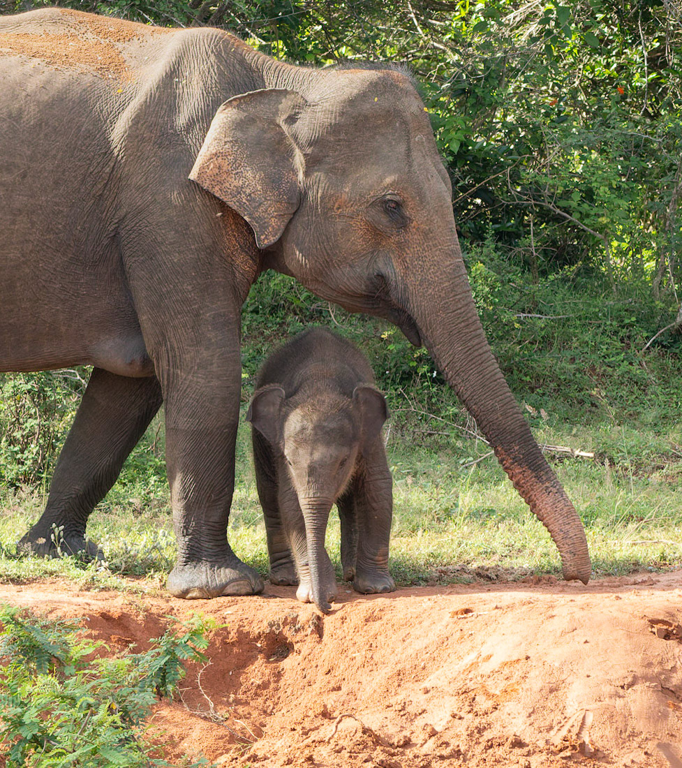 Elephant with young