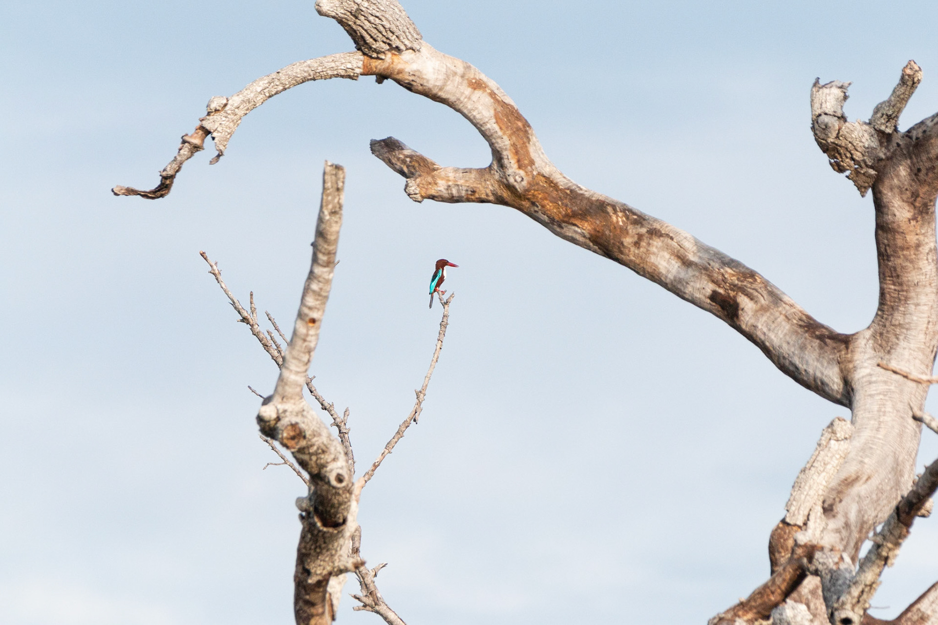 White Throated Kingfisher