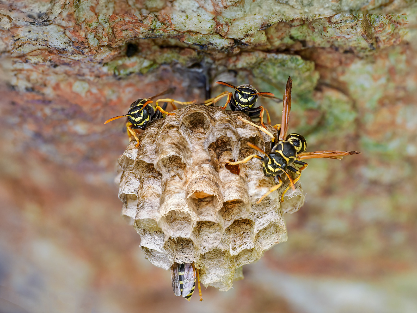Nest of wasps