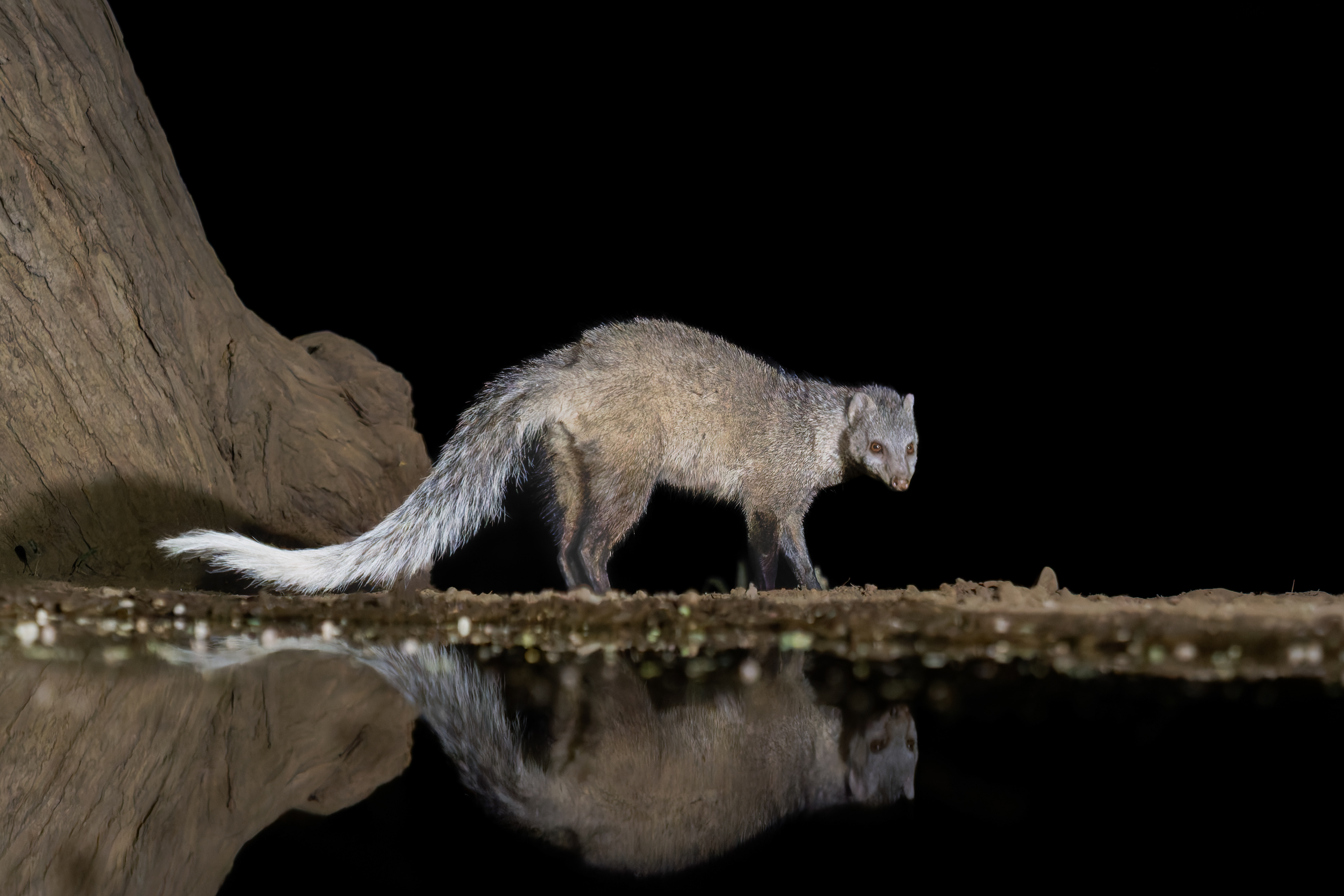 White Tailed Mongoose