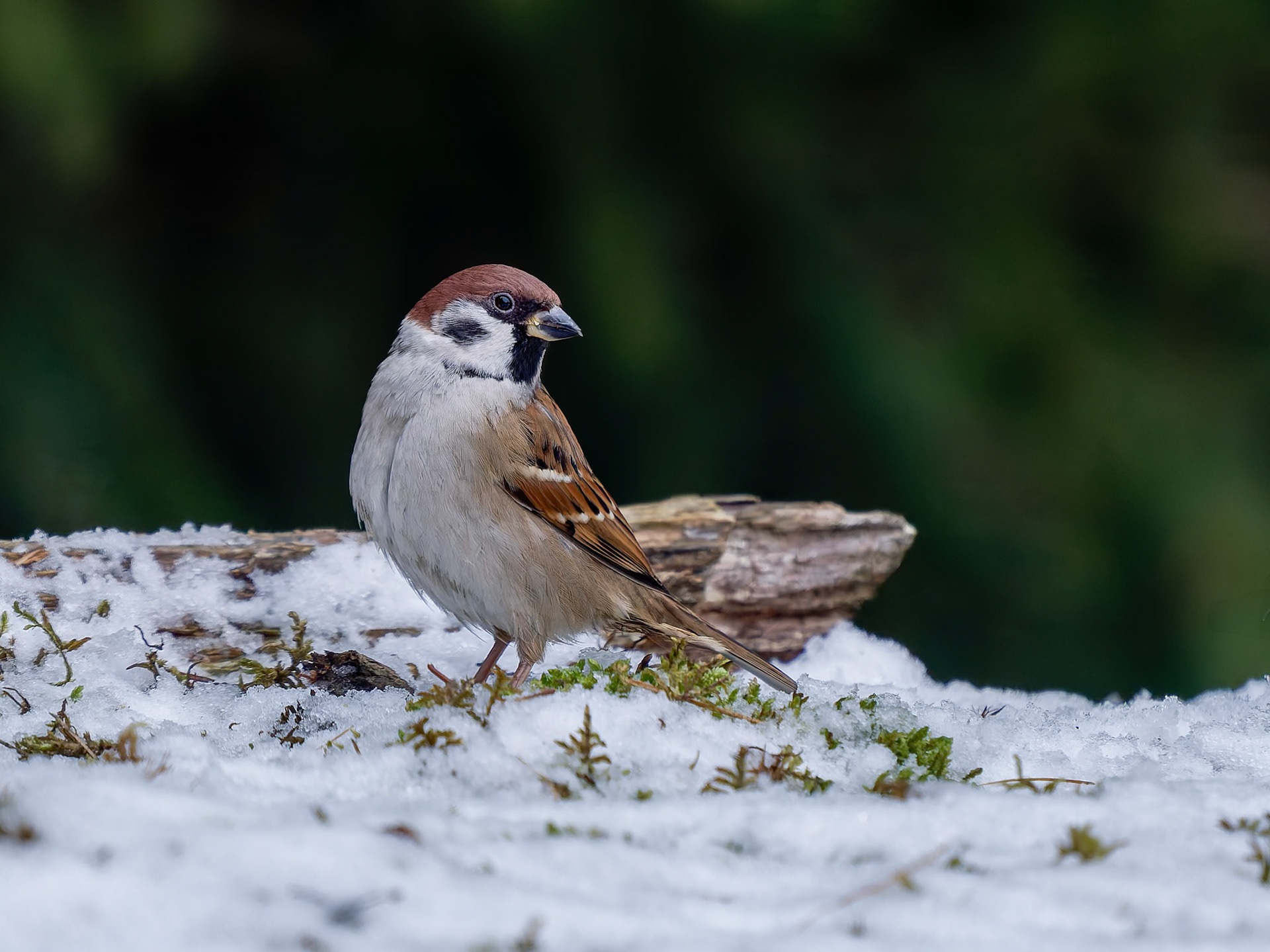 Tree Sparrow