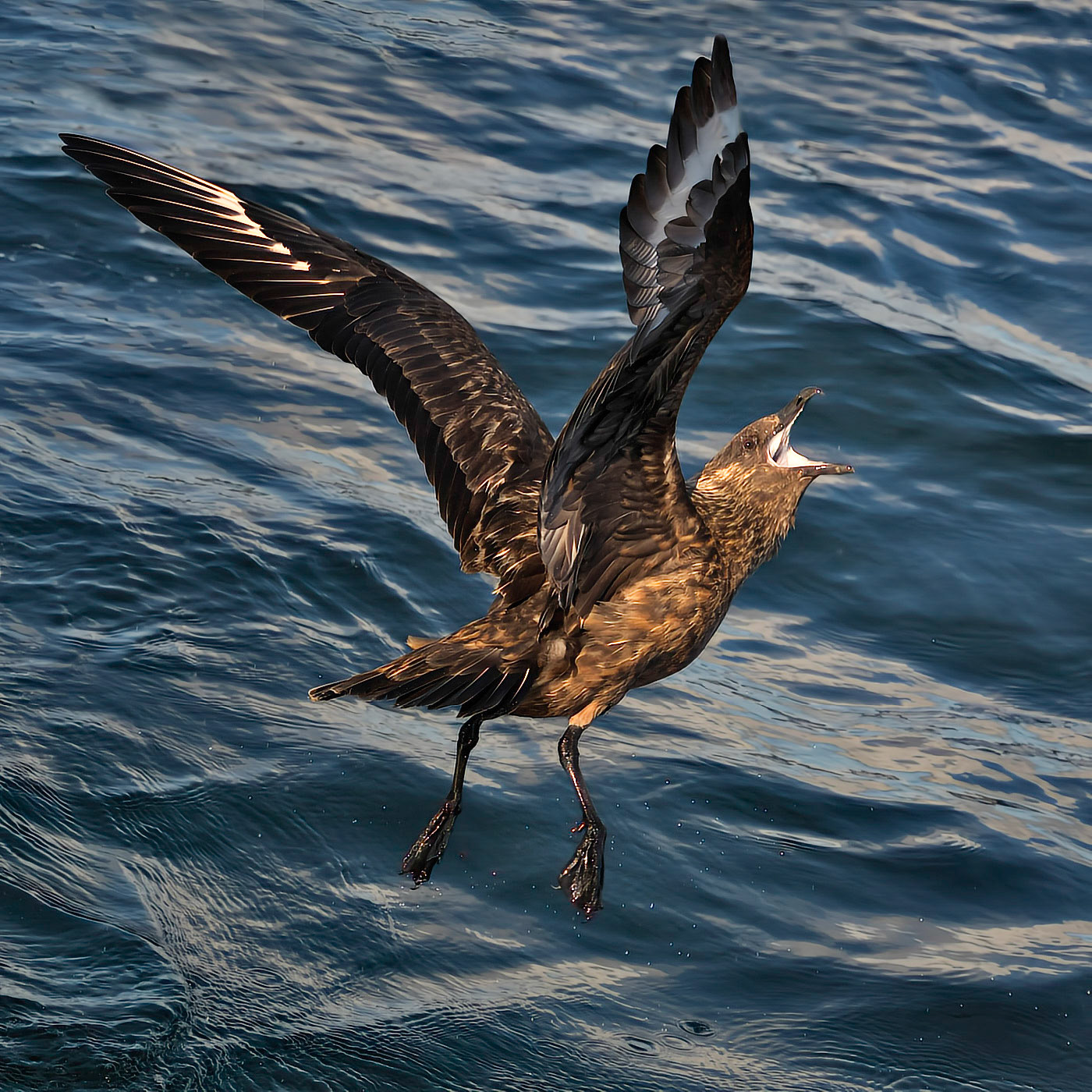 Great Skua aka Bonxie