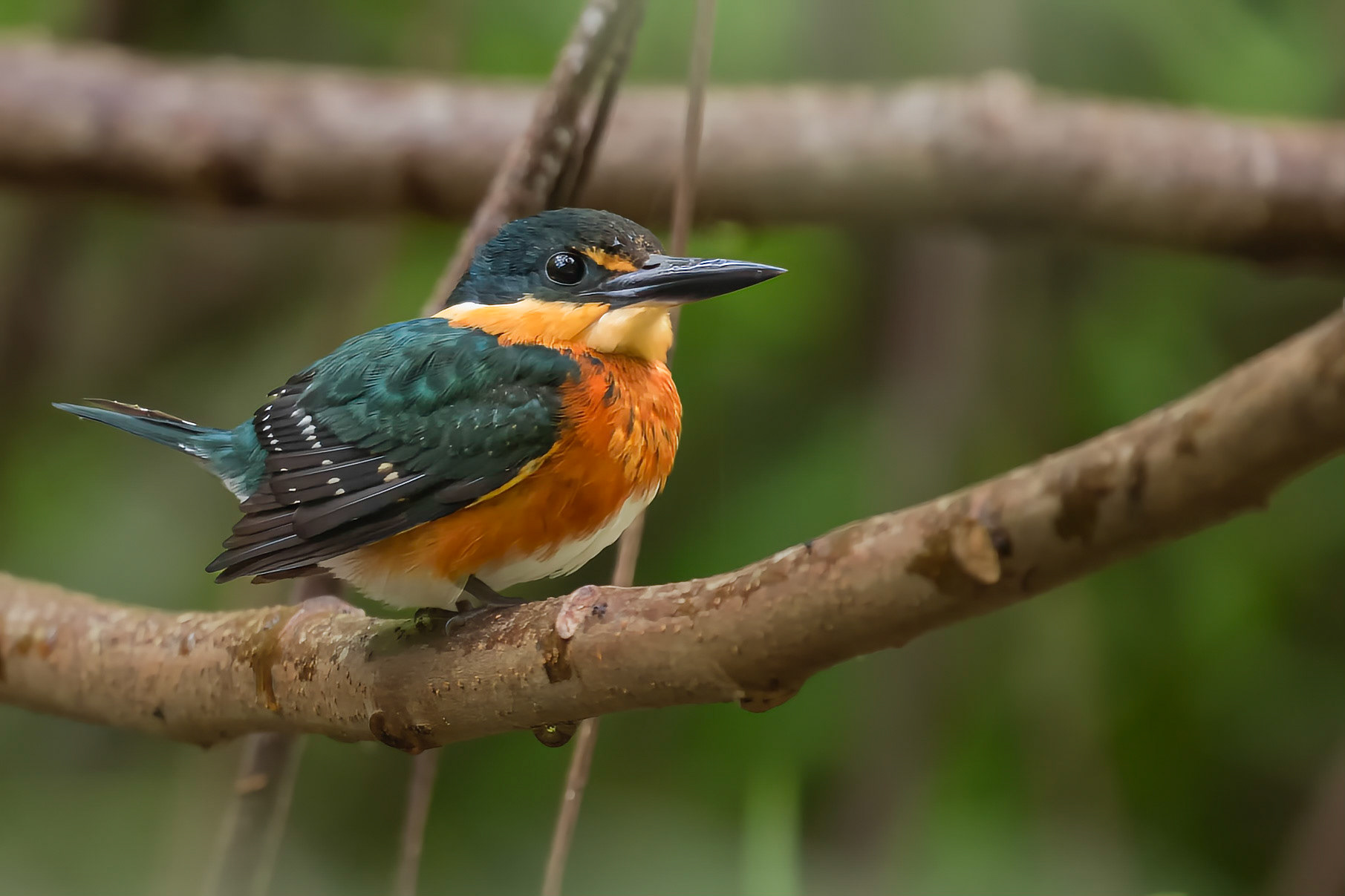 Green-and-Rufous Kingfisher - quite rare