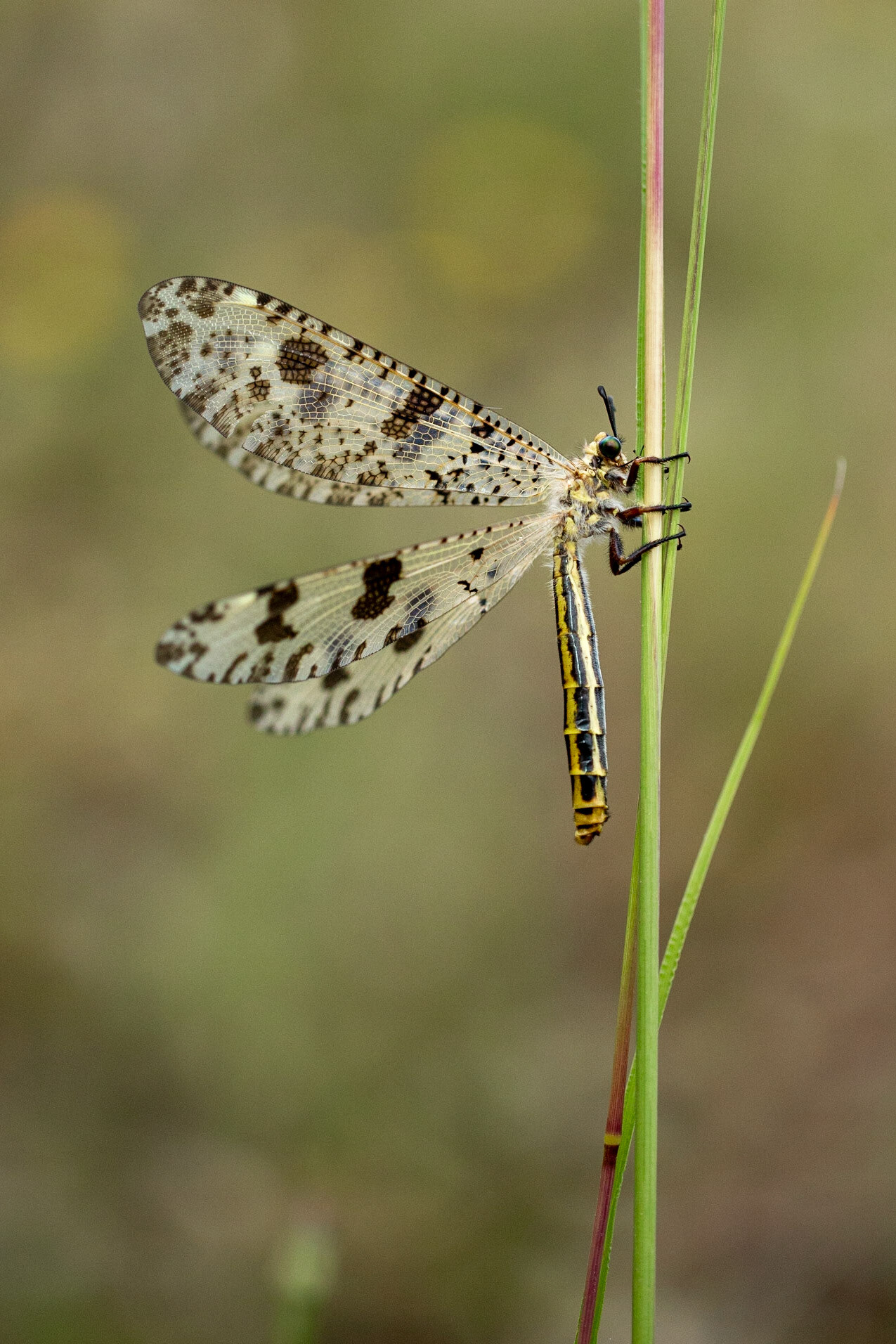 Winged Adult Antlion