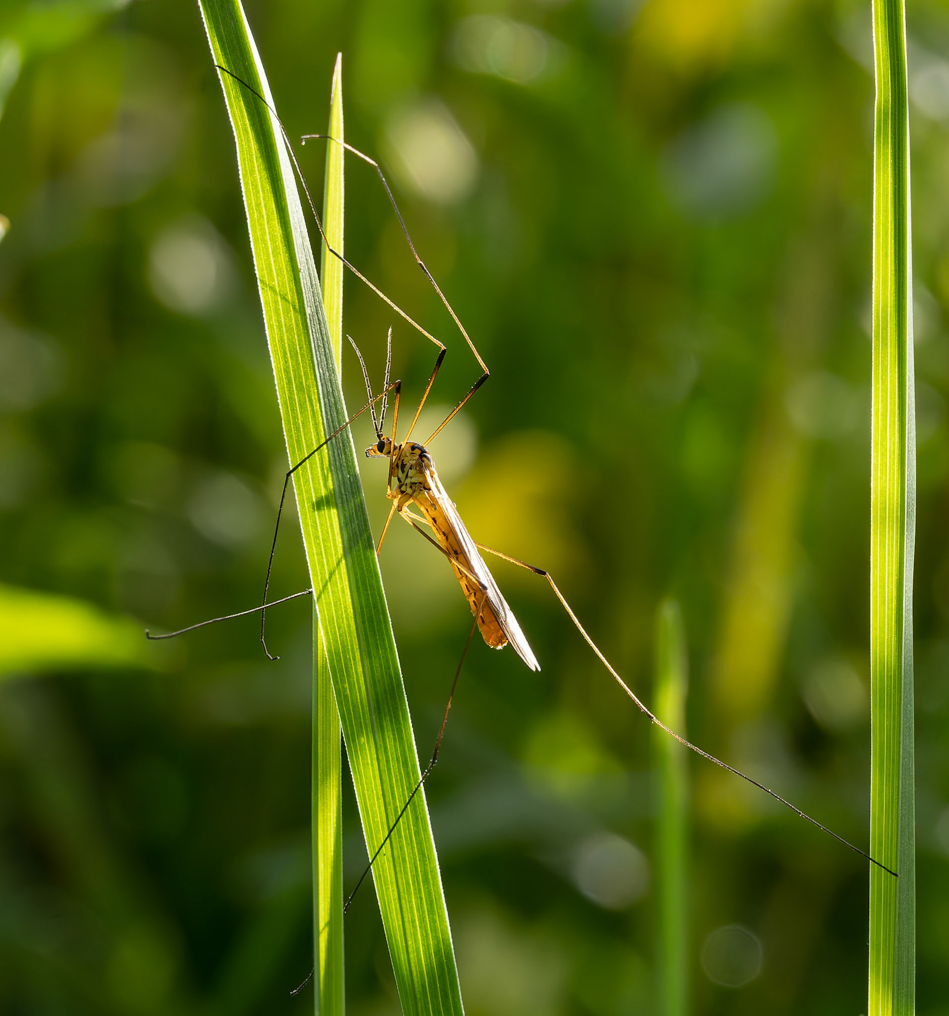Cranefly