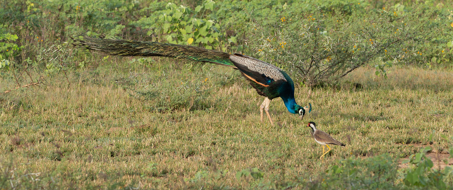 Indian Peafowl aka Wild Peacock
