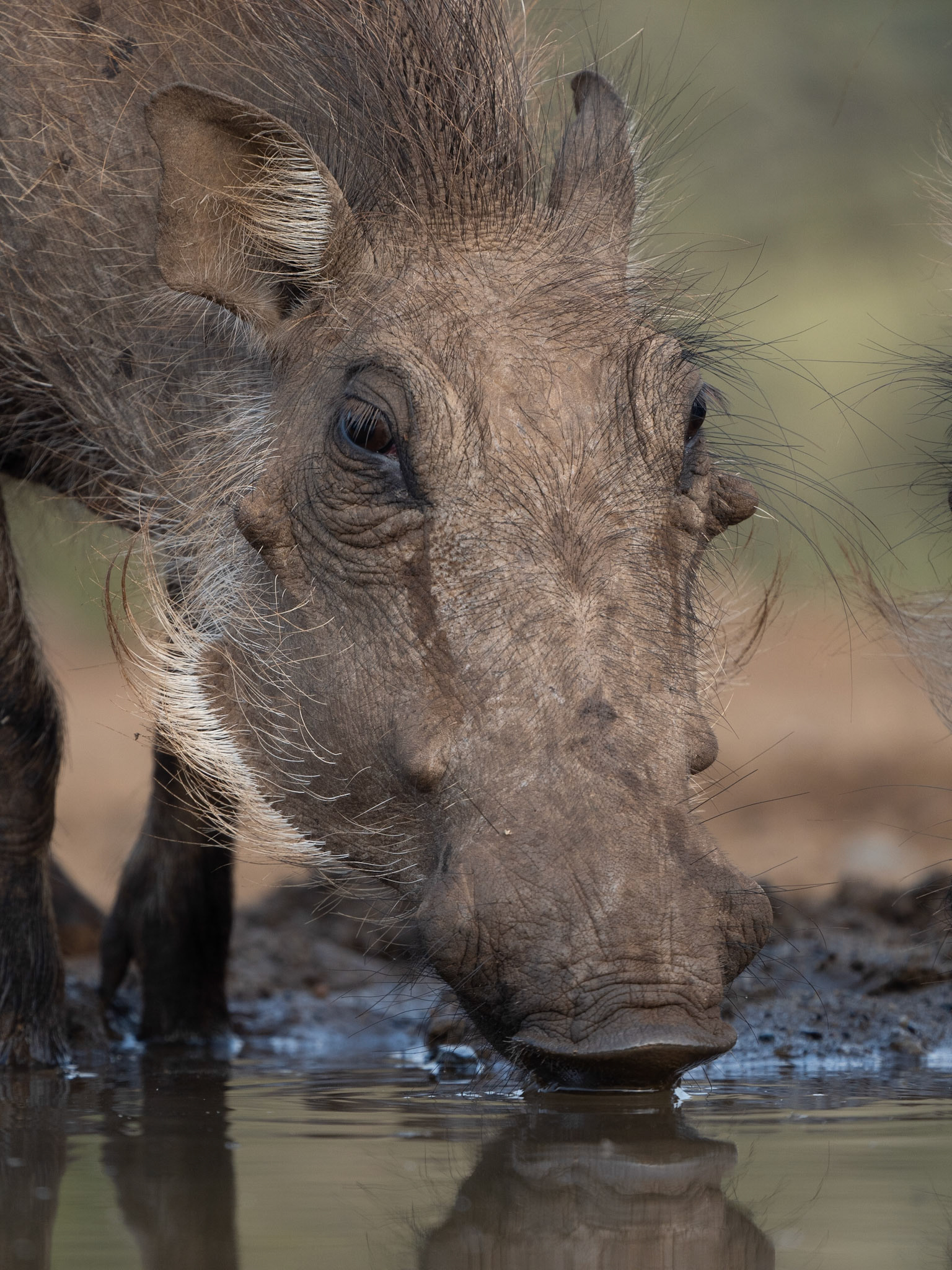 Warthog drinking