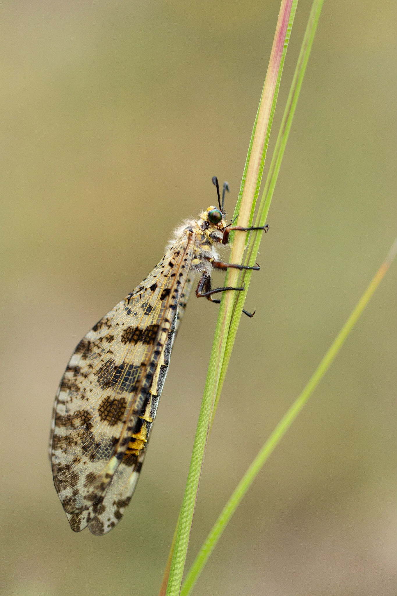 Winged Adult Antlion