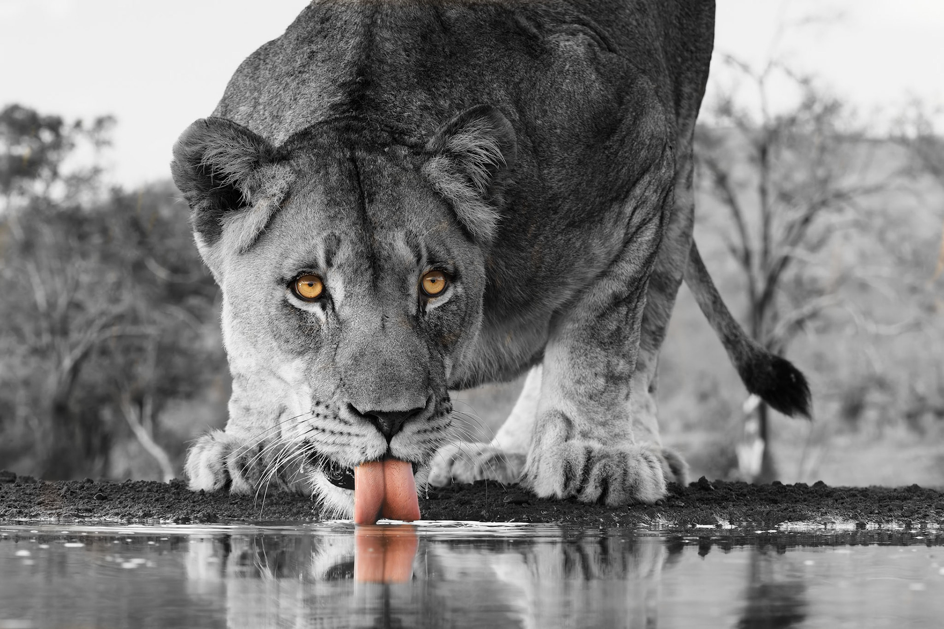 Lioness at drinking pool