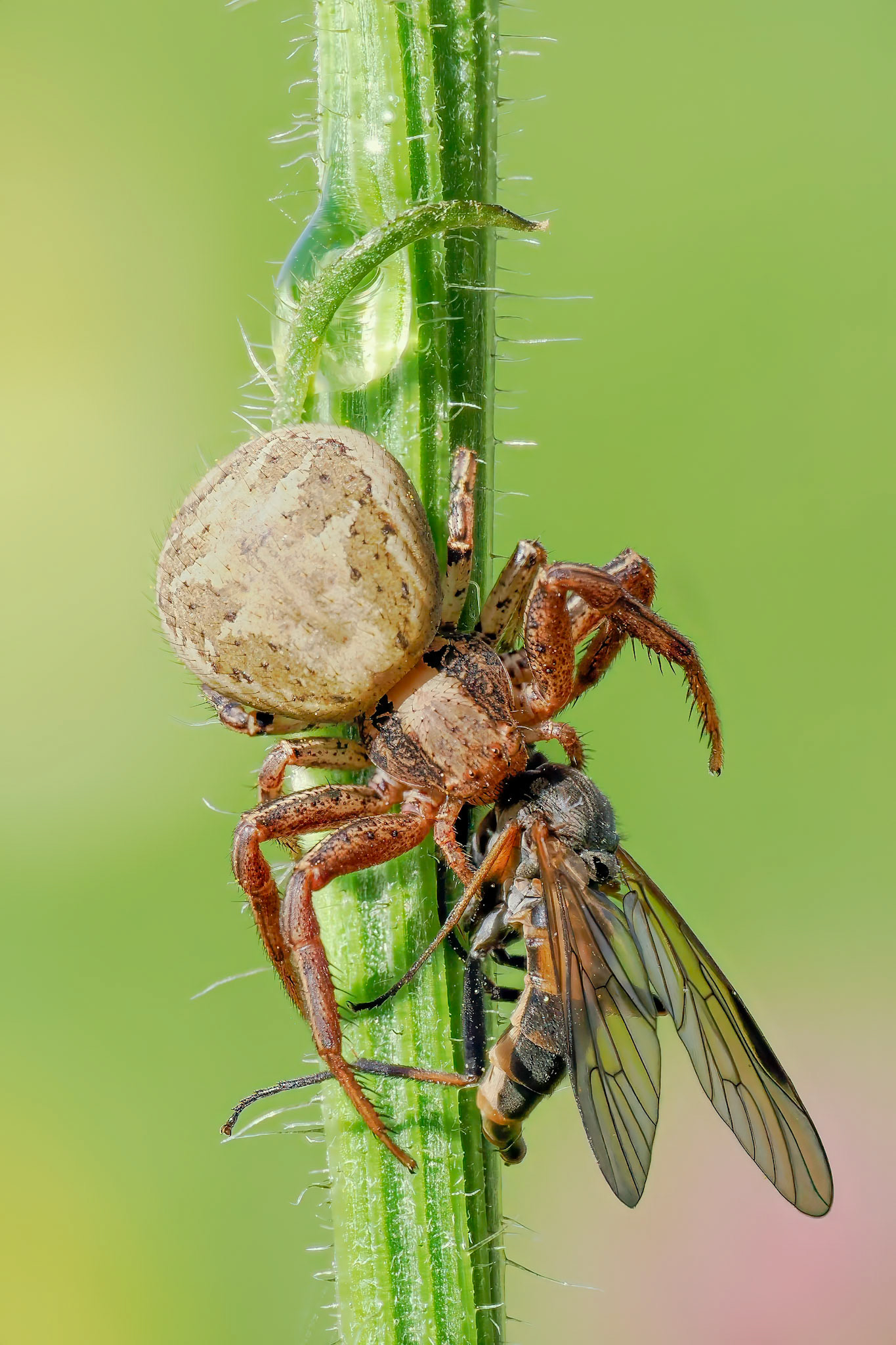 Crab Spider with prey