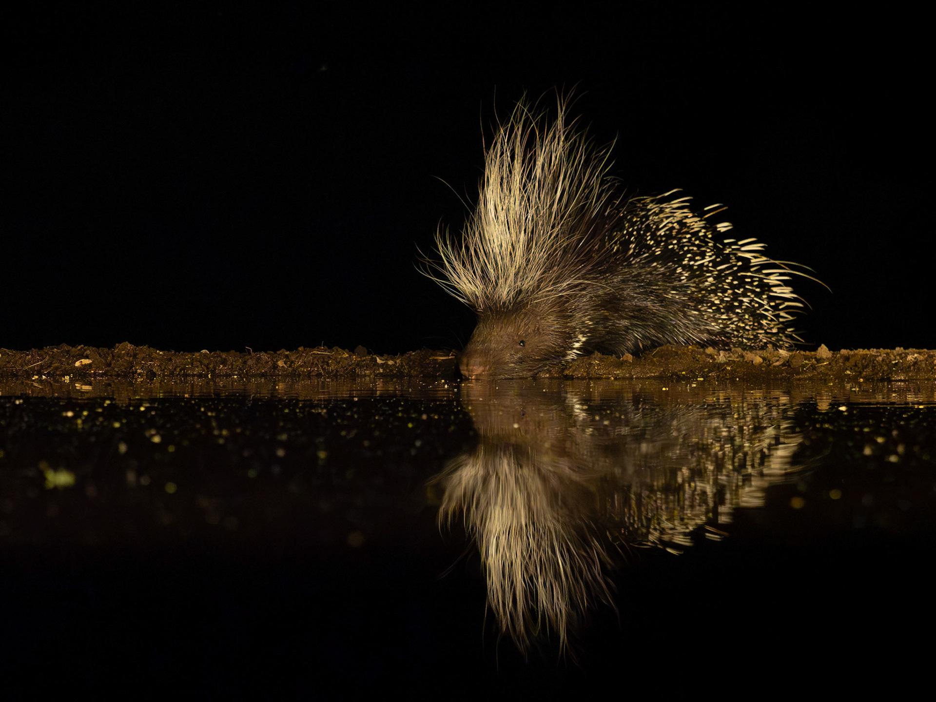 Porcupine at waterhole at night