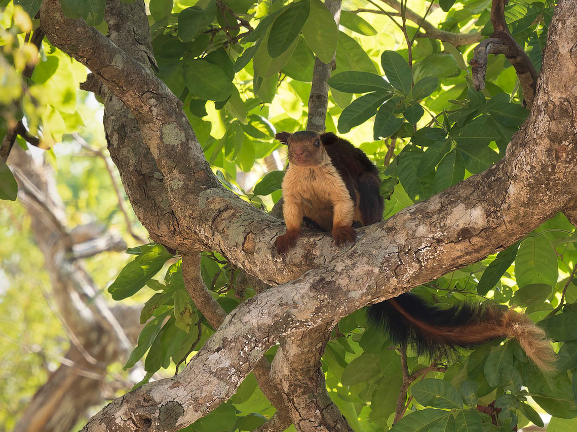Indian Giant Squirrel