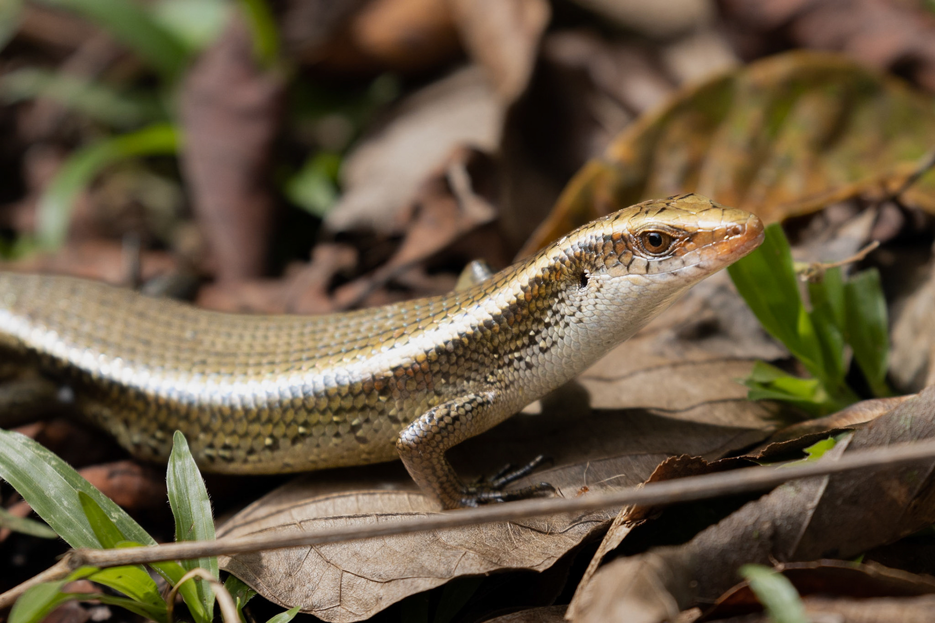 Skink