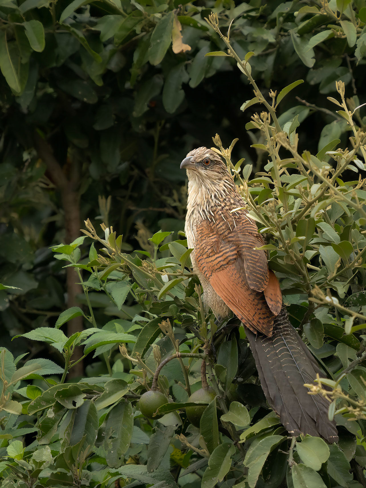 White-browed Coucal