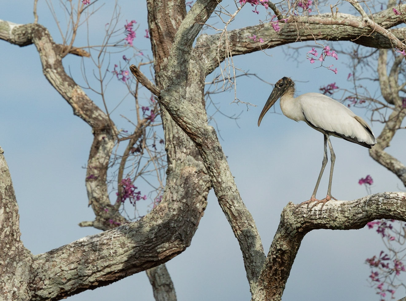 Wood Stork (Cabeca -seca)