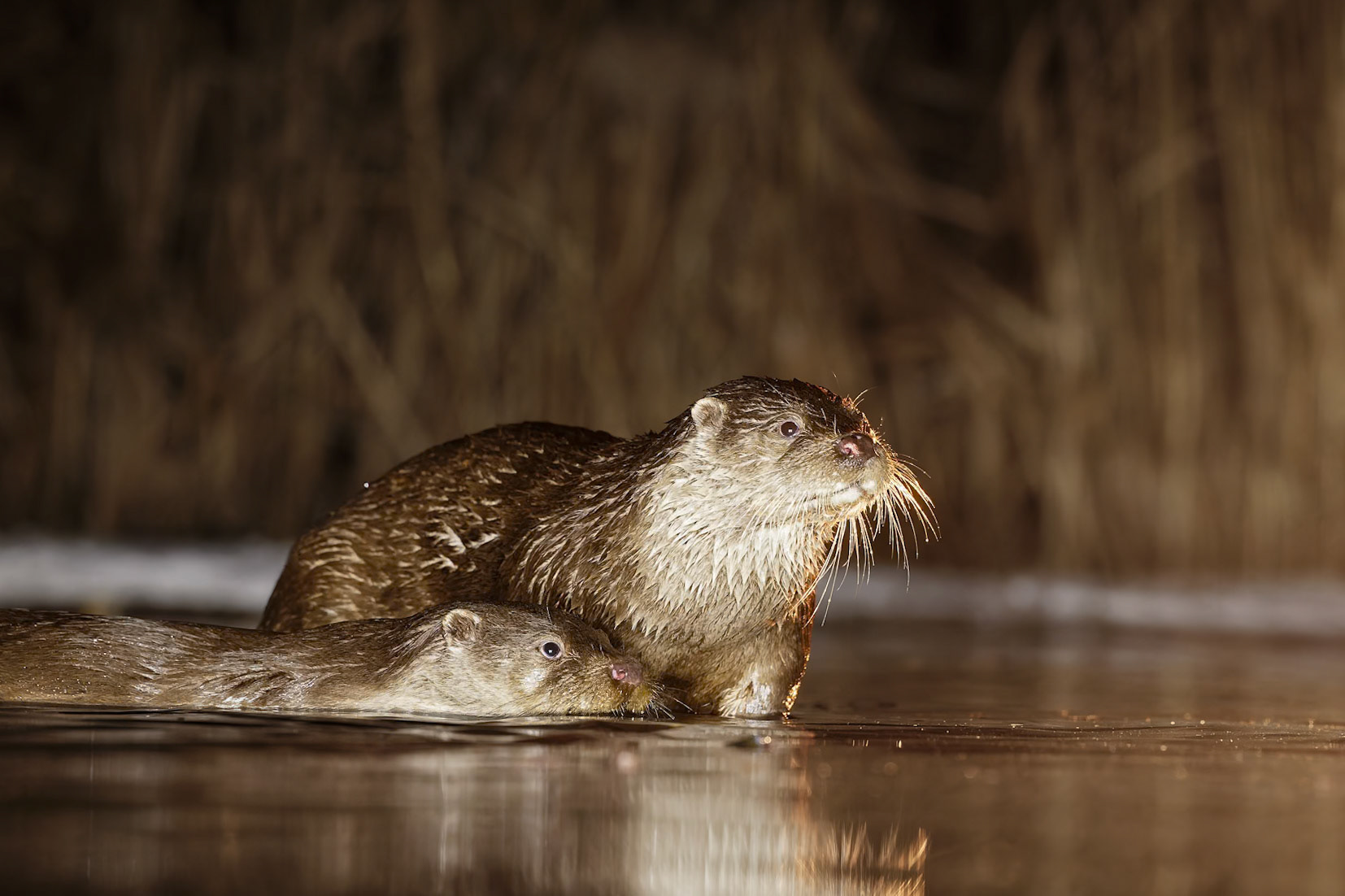 Two Otters at night