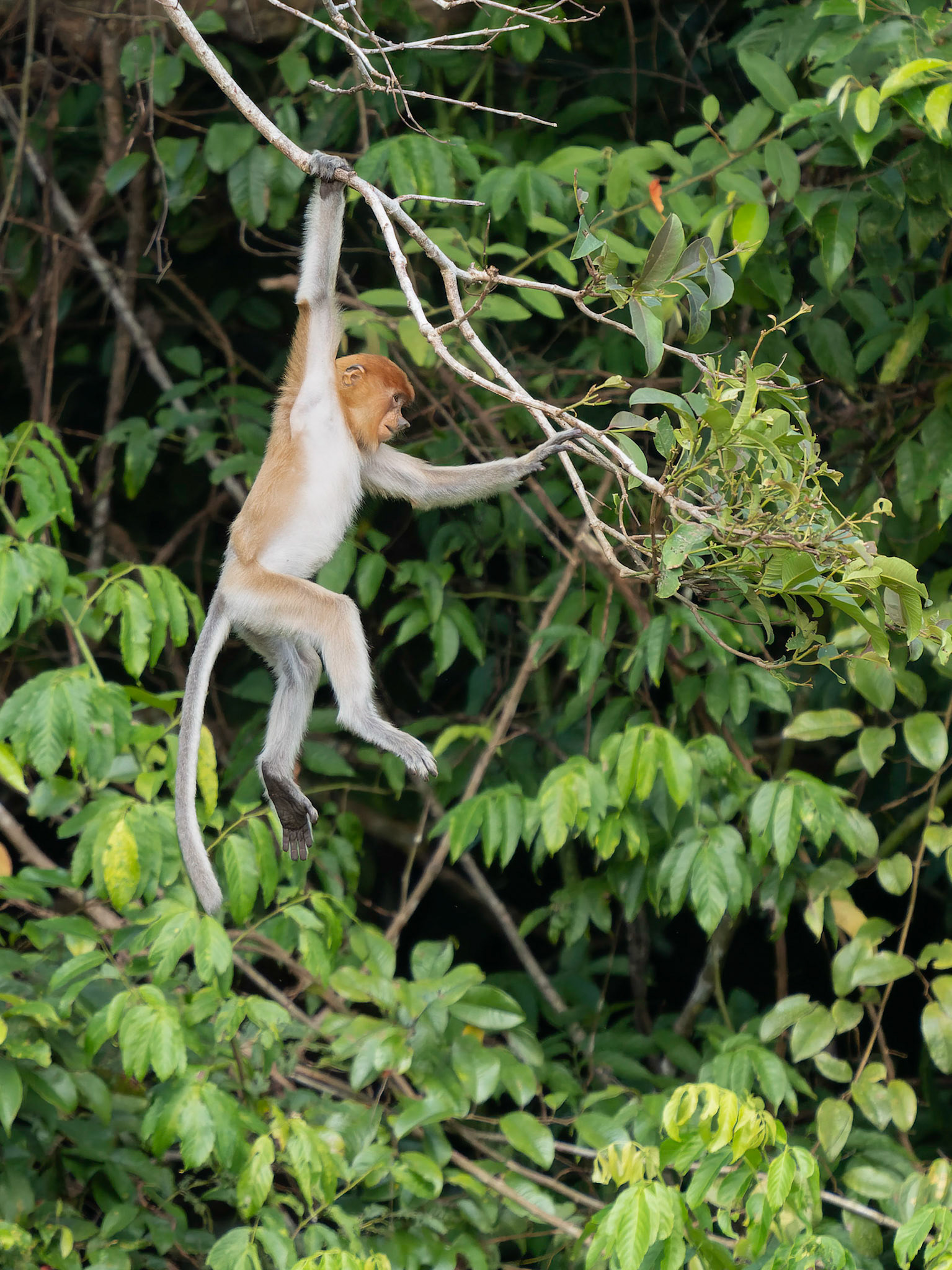 Young Proboscis Monkey