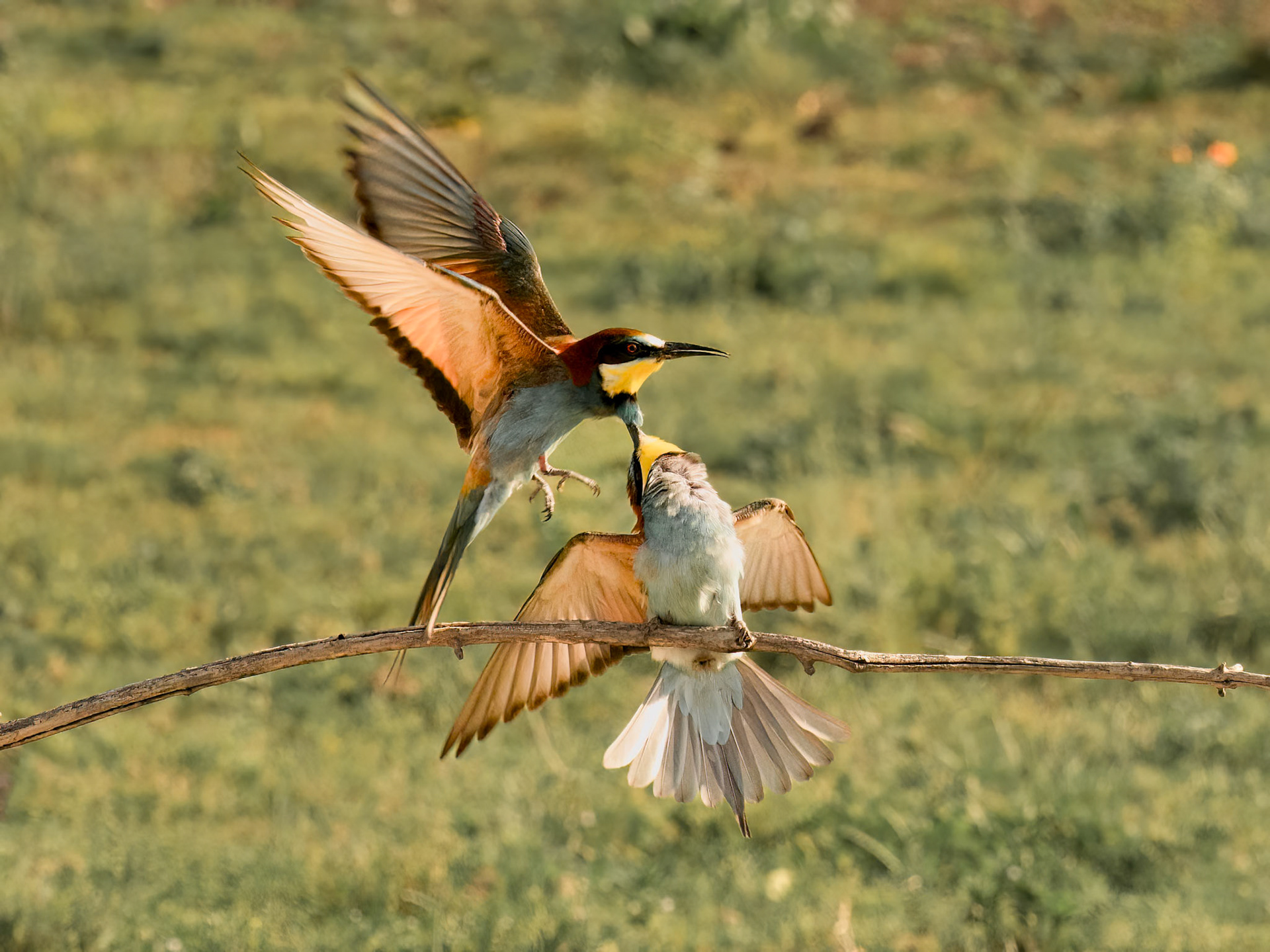 Squabble European Bee-eaters