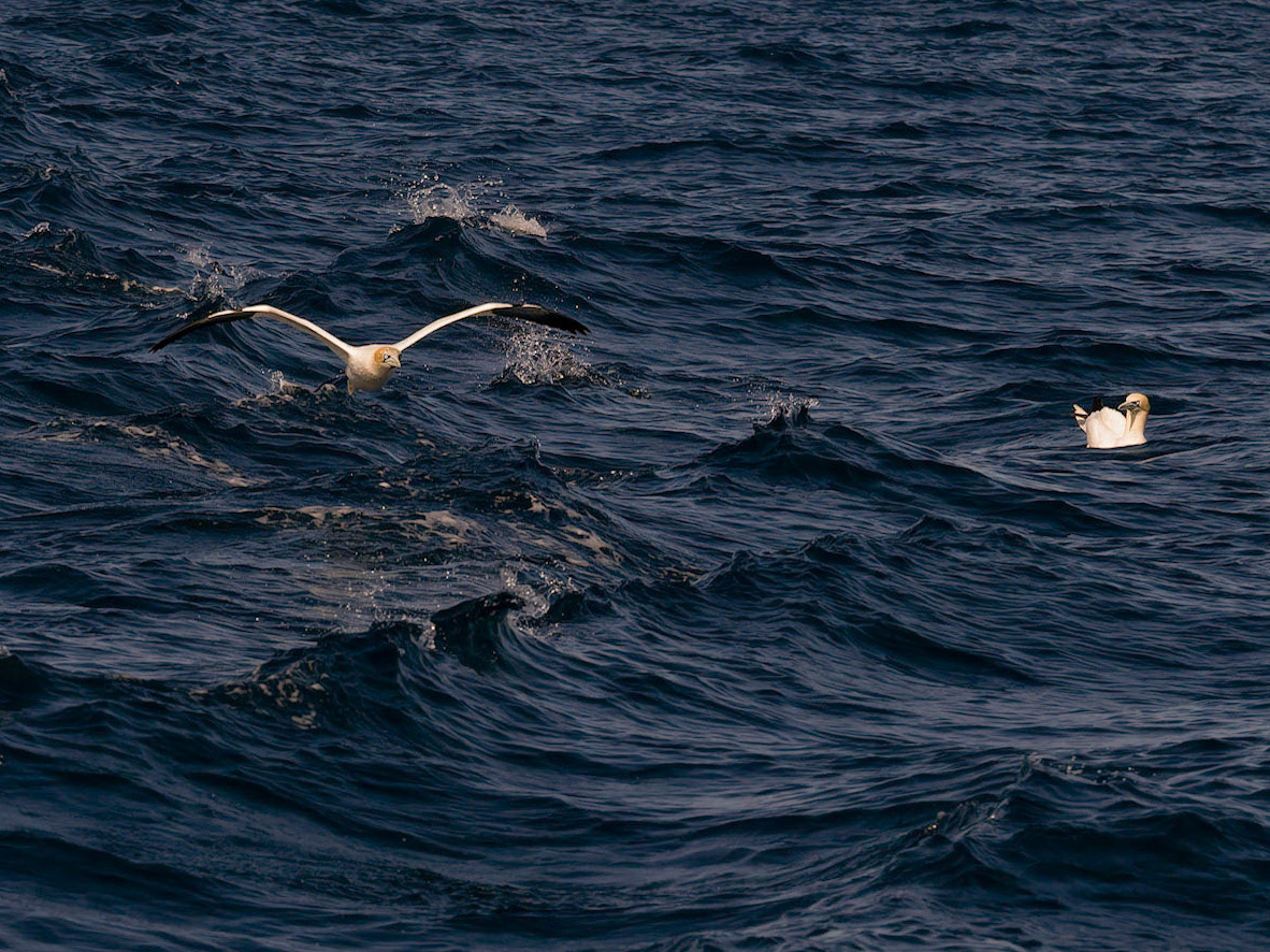 NorthernGannets