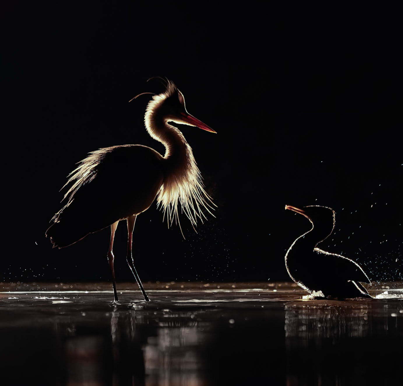 Grey Heron and Cormorant at night