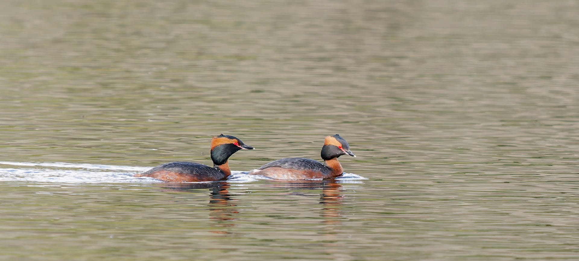 Slavonian Grebes