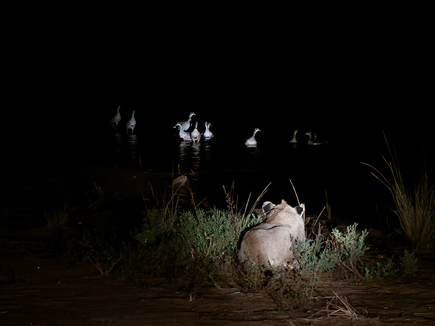 Young lion watching Egyptian Geese at night
