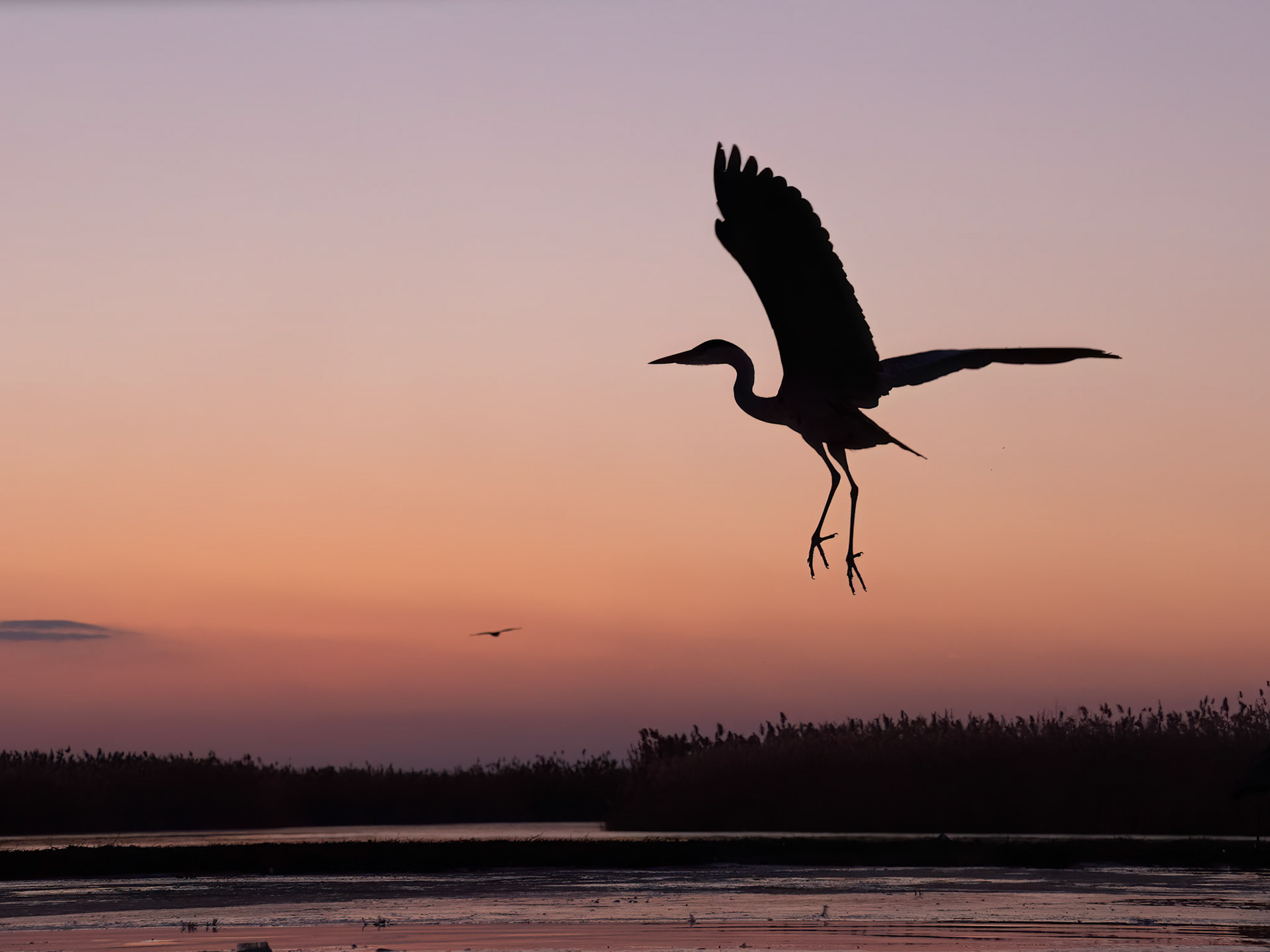 Grey Heron at sunset