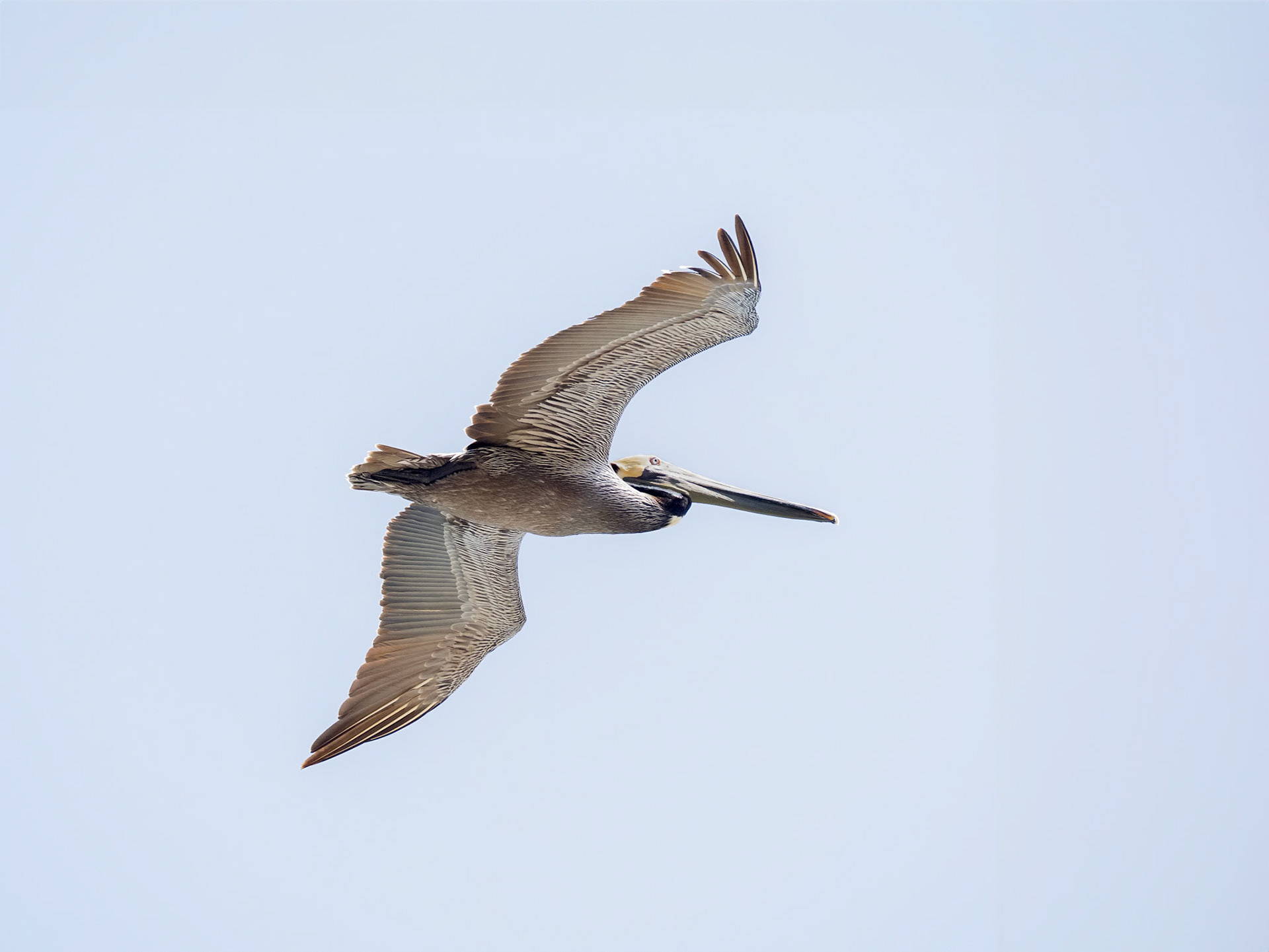 Brown Pelican