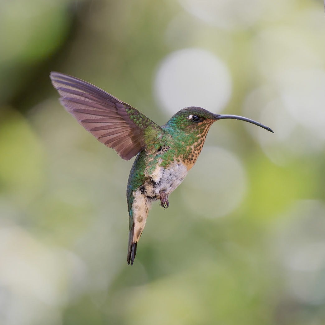 Mountain Velvet Breast Hummingbird