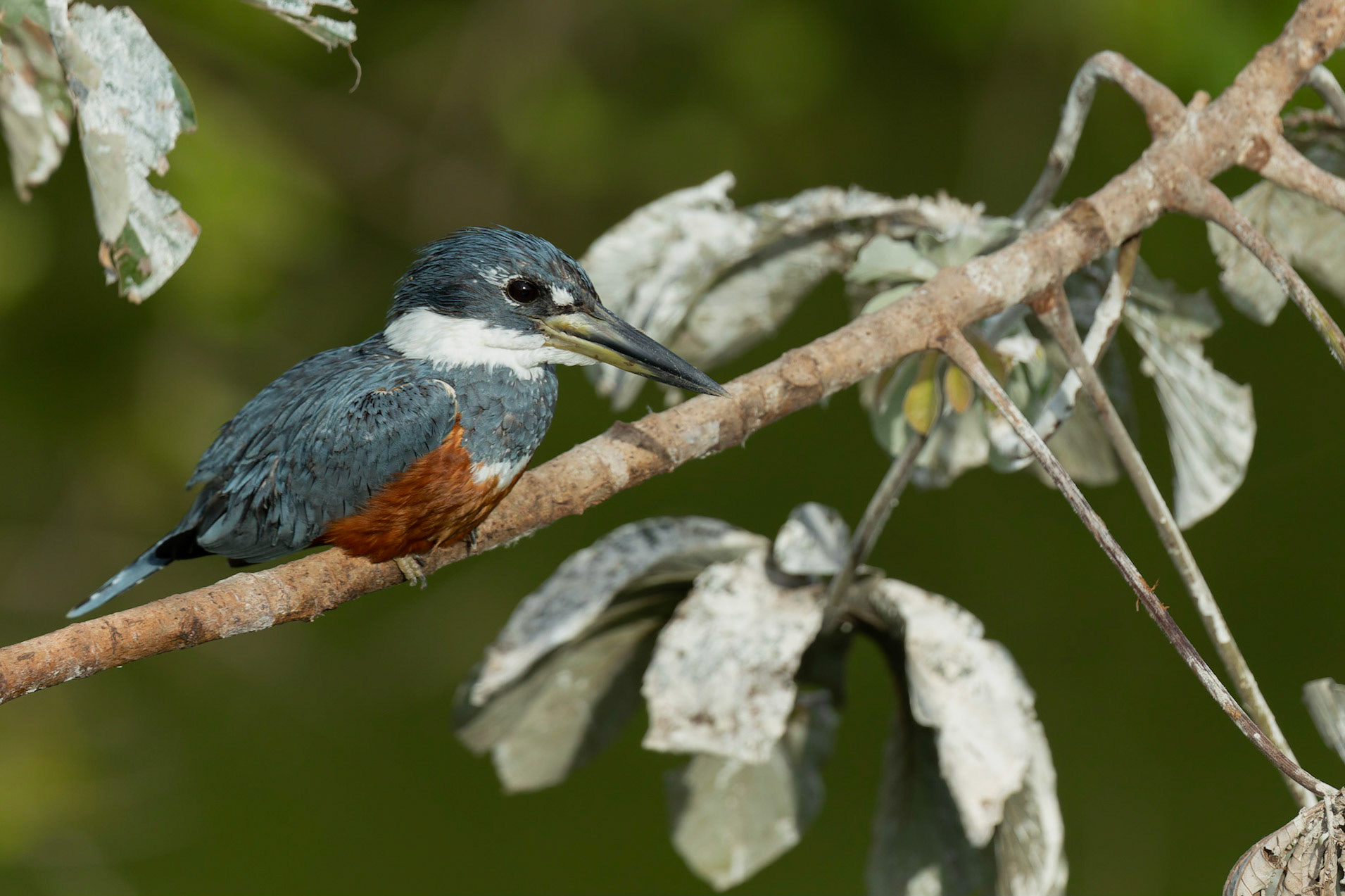 Ringed kingfisher
