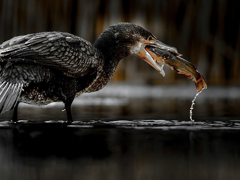 Cormorant with fish