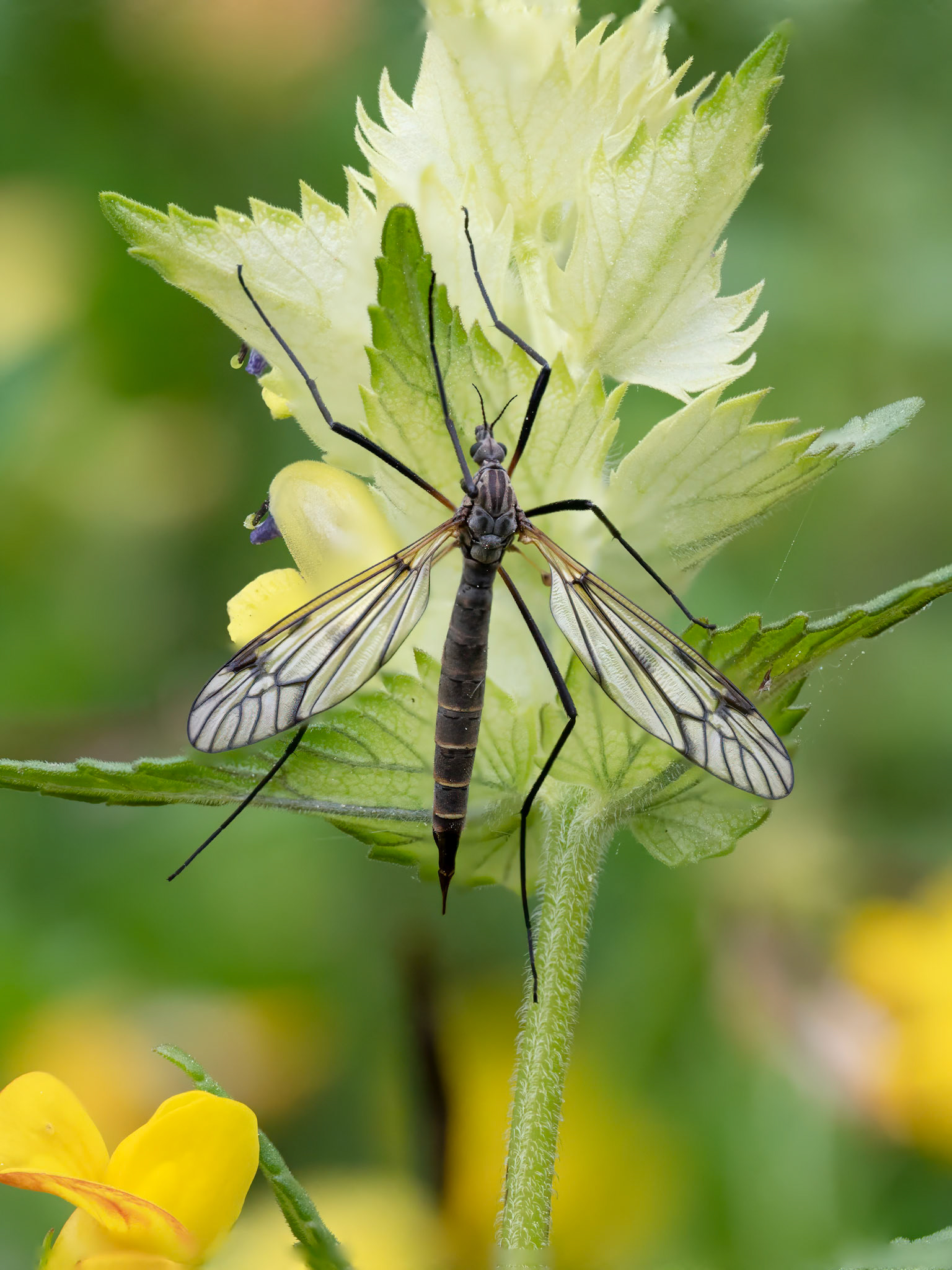 Cranefly