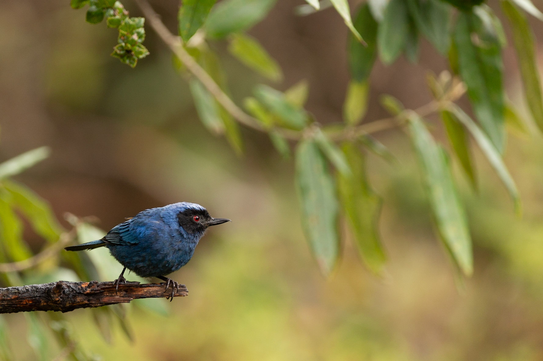 Masked Flowerpiercer