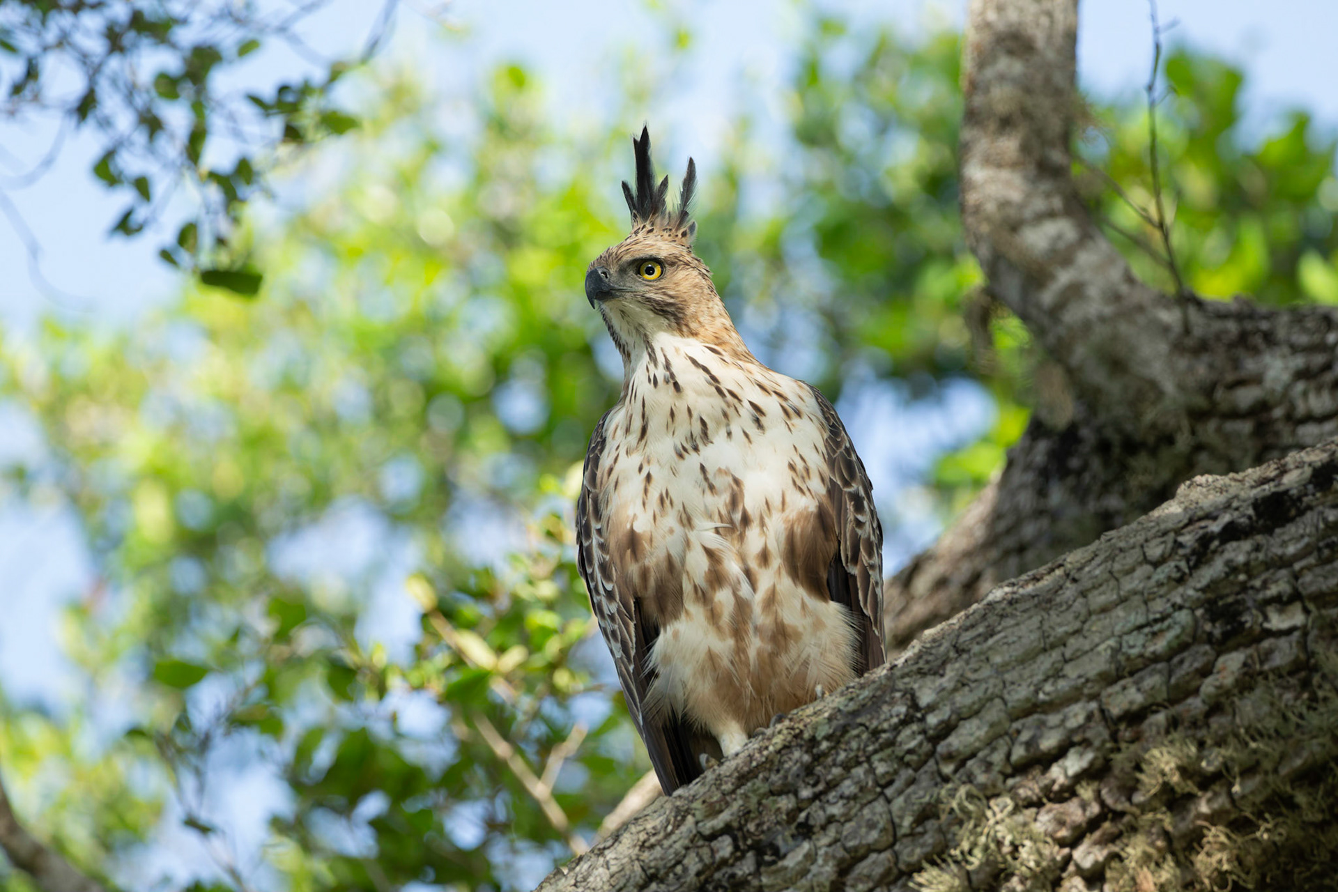 Crested Hawk Eagle ( Nisaetus cirrhatus)