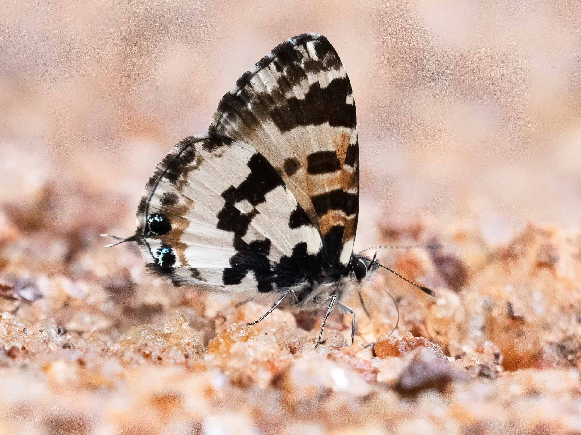 Lowland Branded Blue, Uranothauma falkensteini, Lycaenidae family
