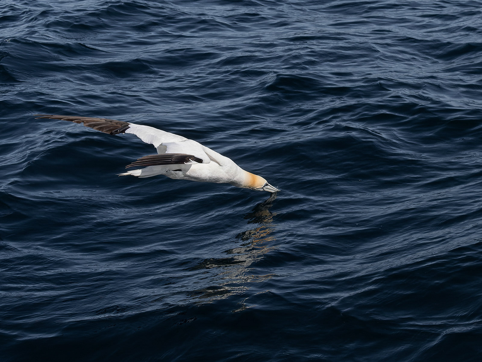Diving Gannet
