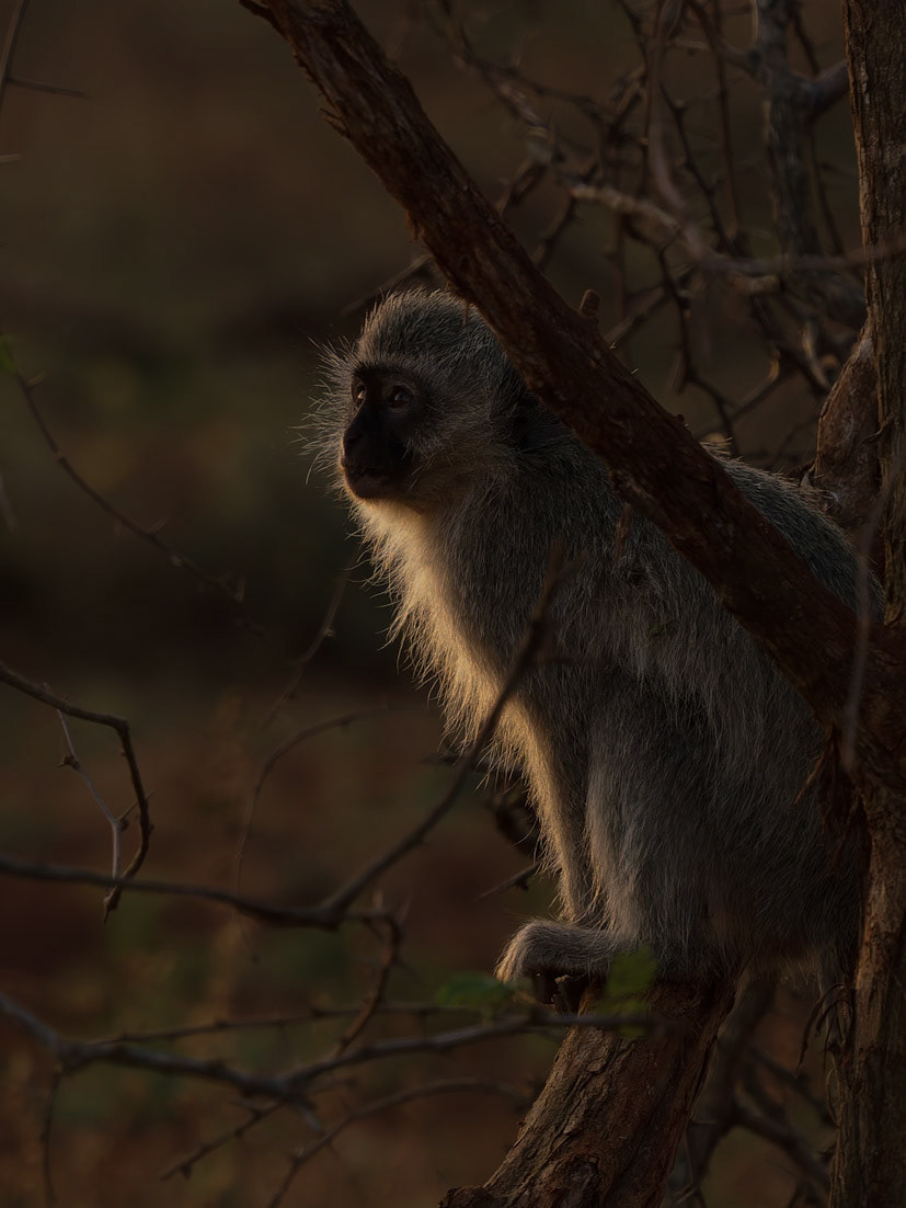 Backlit Vervet Monkey