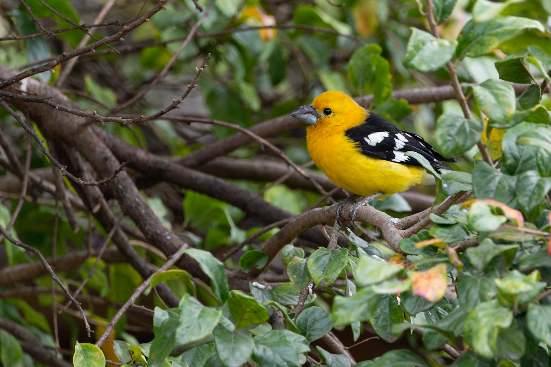 Golden Bellied Grosbeak