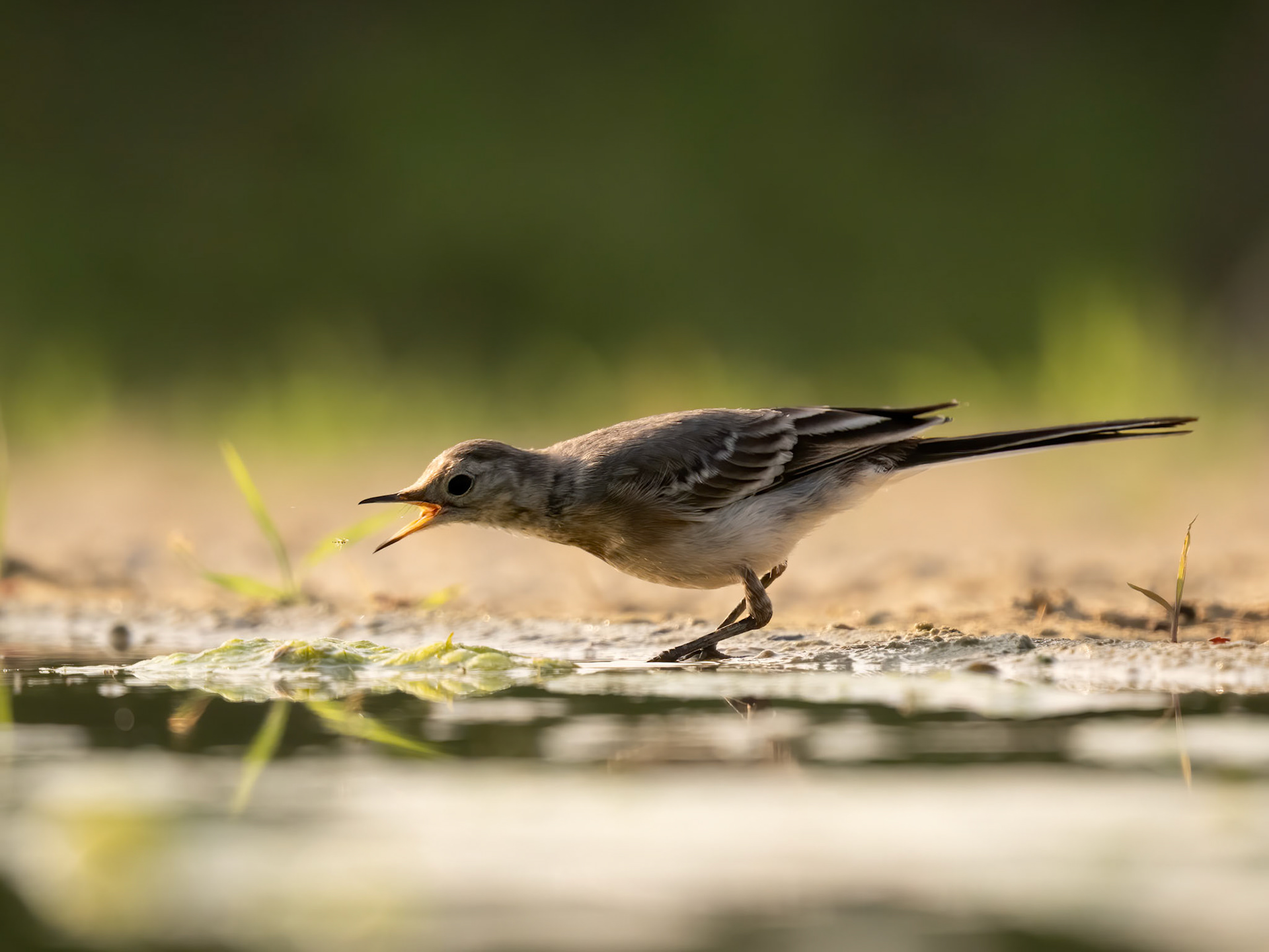 female Pied Wagtail catching insect