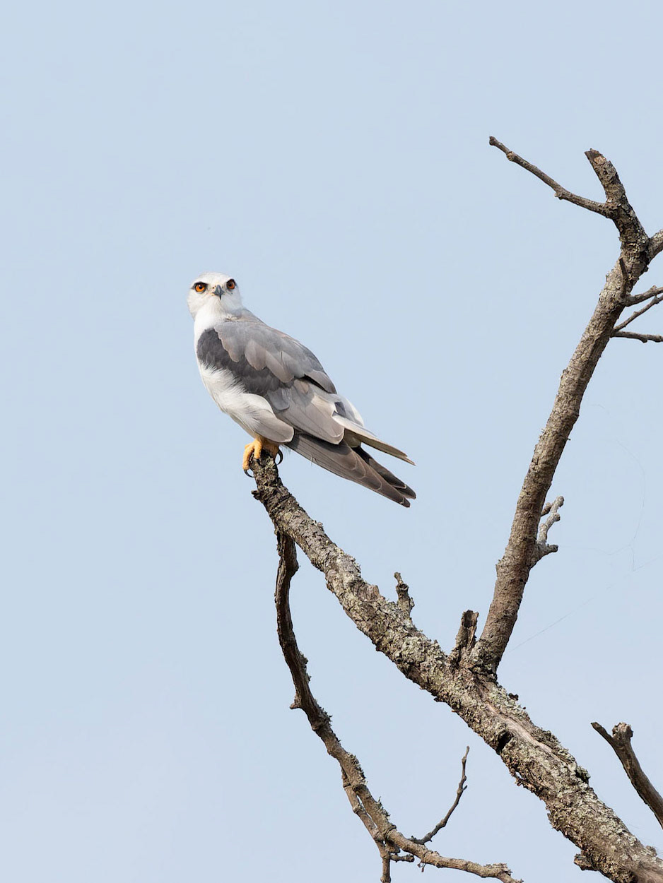 Black-shouldered Kite