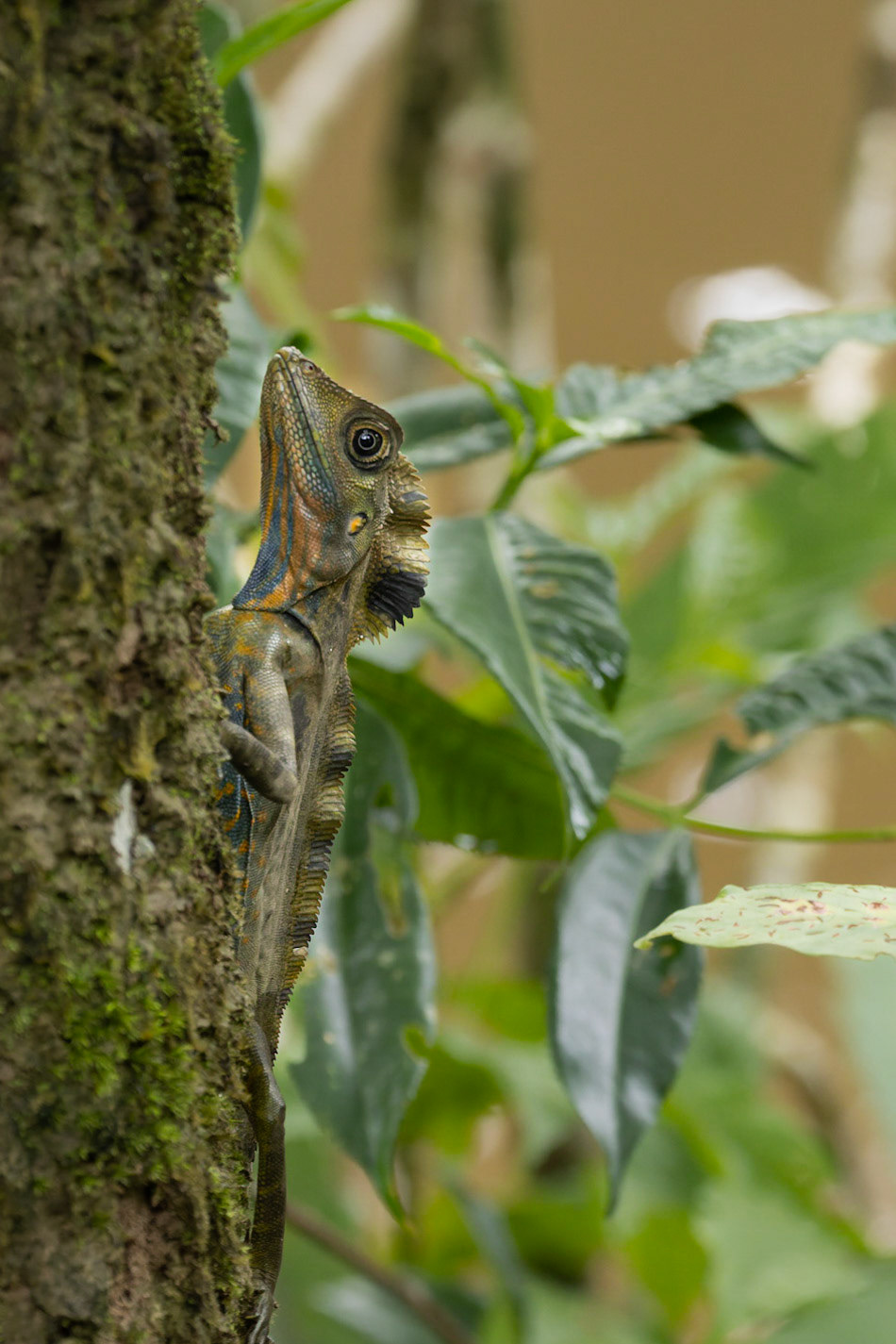 Great Anglehead Lizard (Gonolephalus grands)