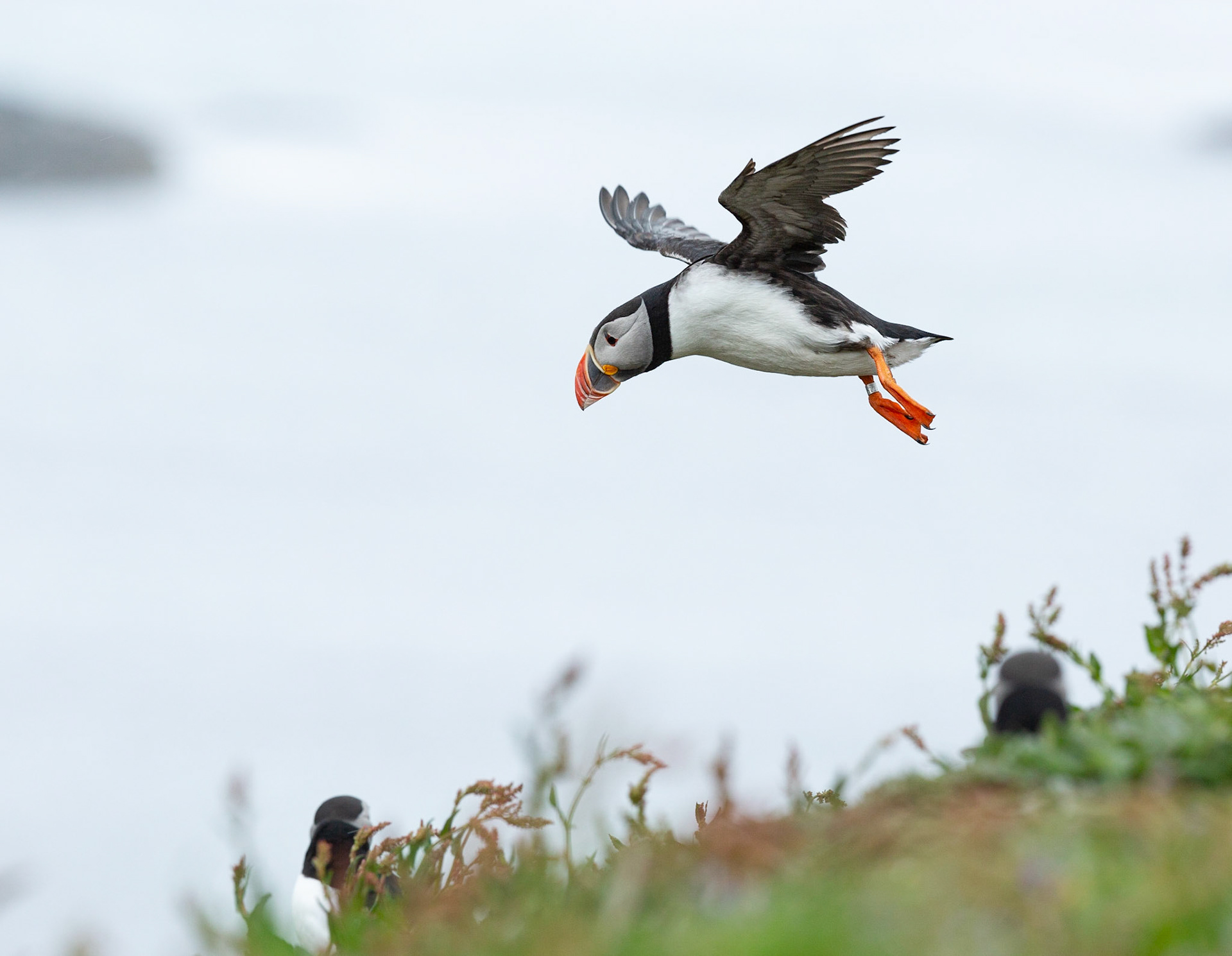 Atlantic puffin