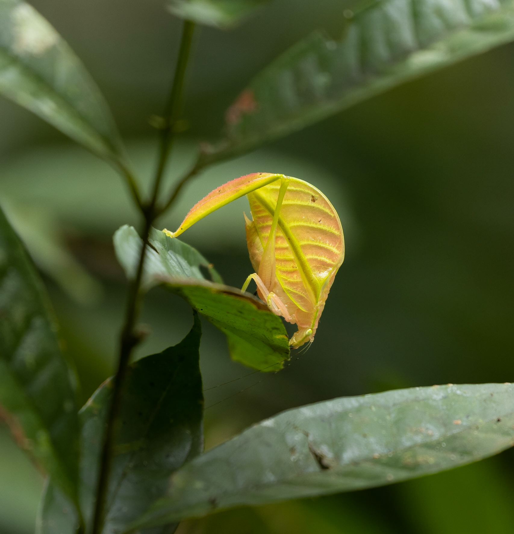 Leaf Legged Katydid