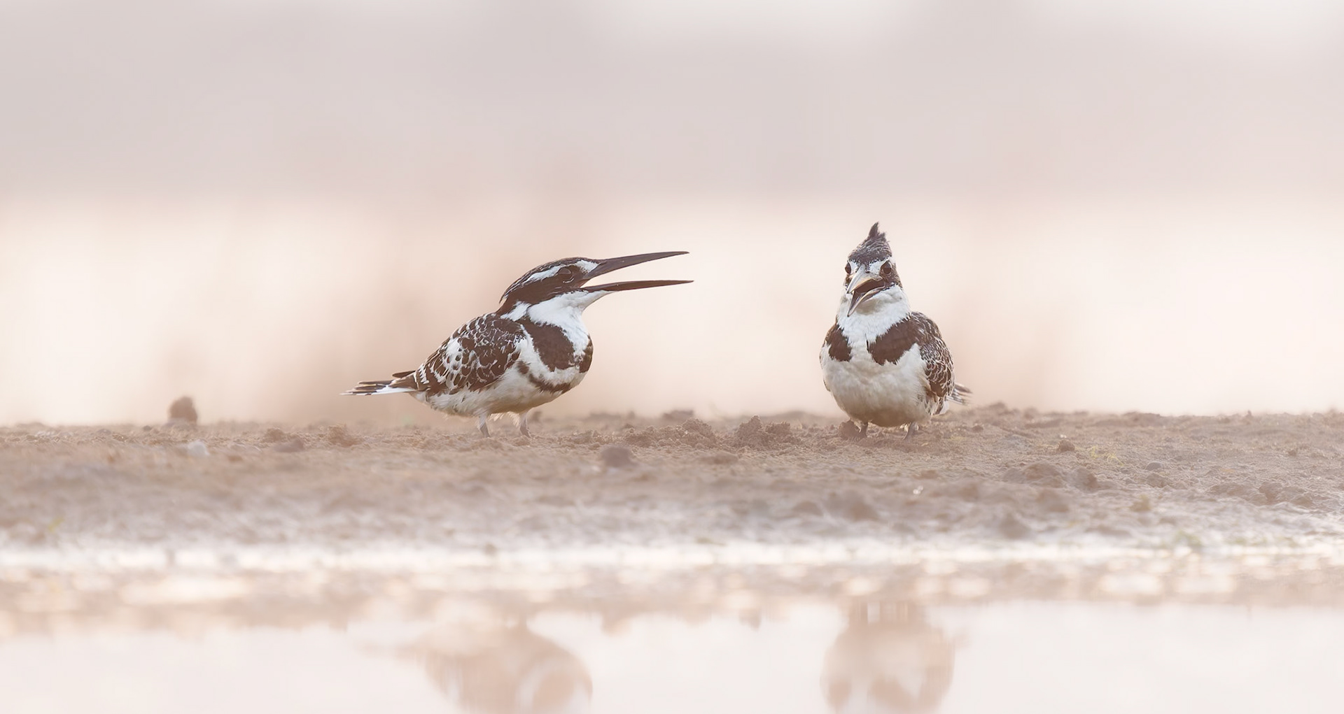 Two Pied kingfishers on a misty morning