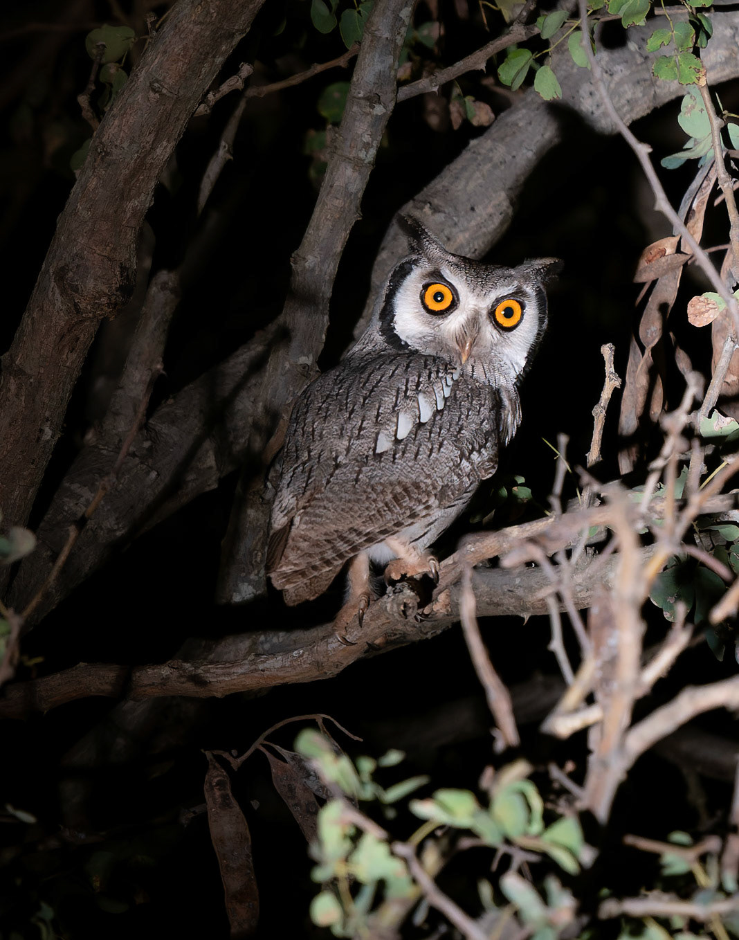 Southern White-faced Owl