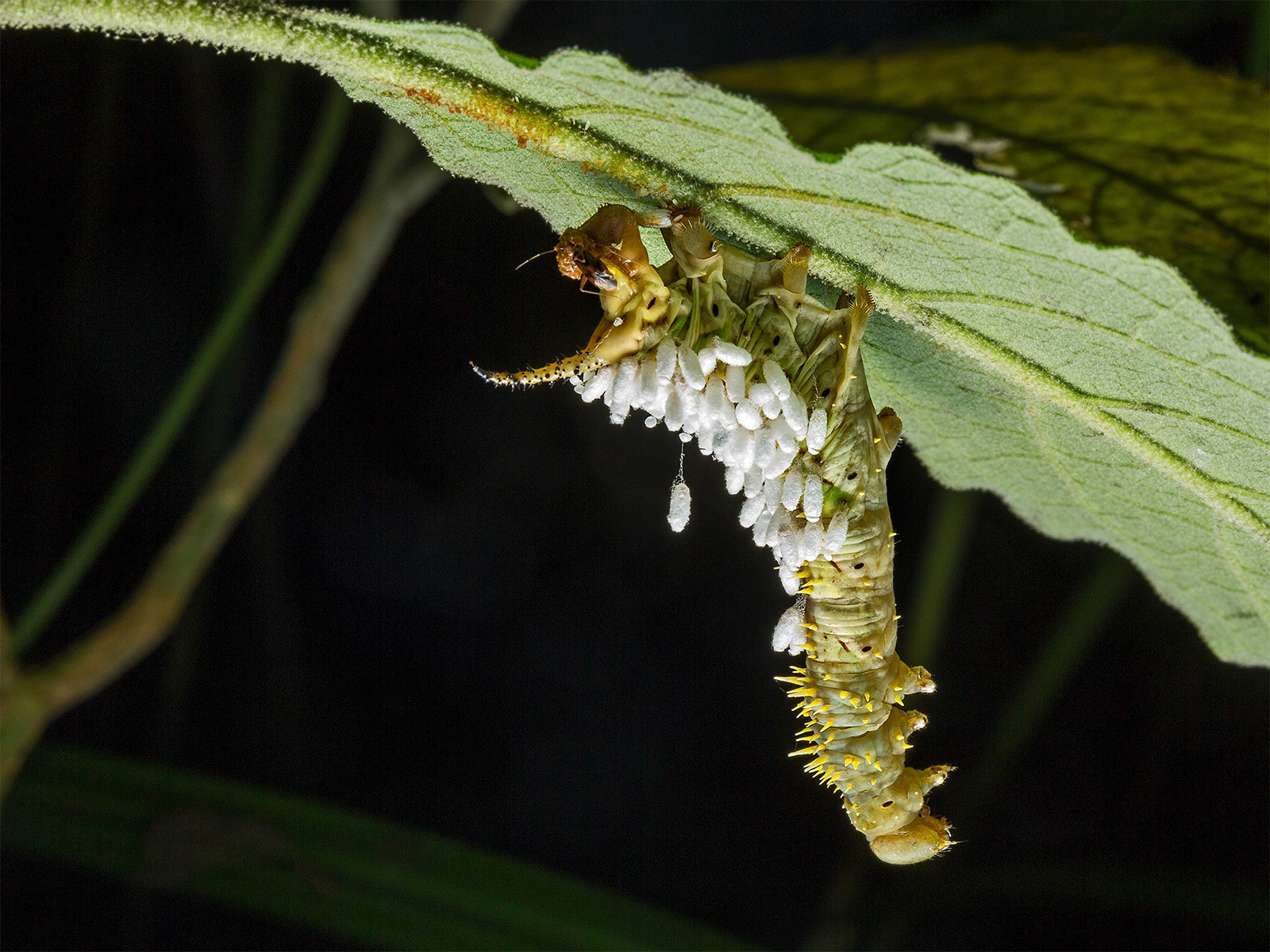 Hornworm with parasitic wasp cocoons