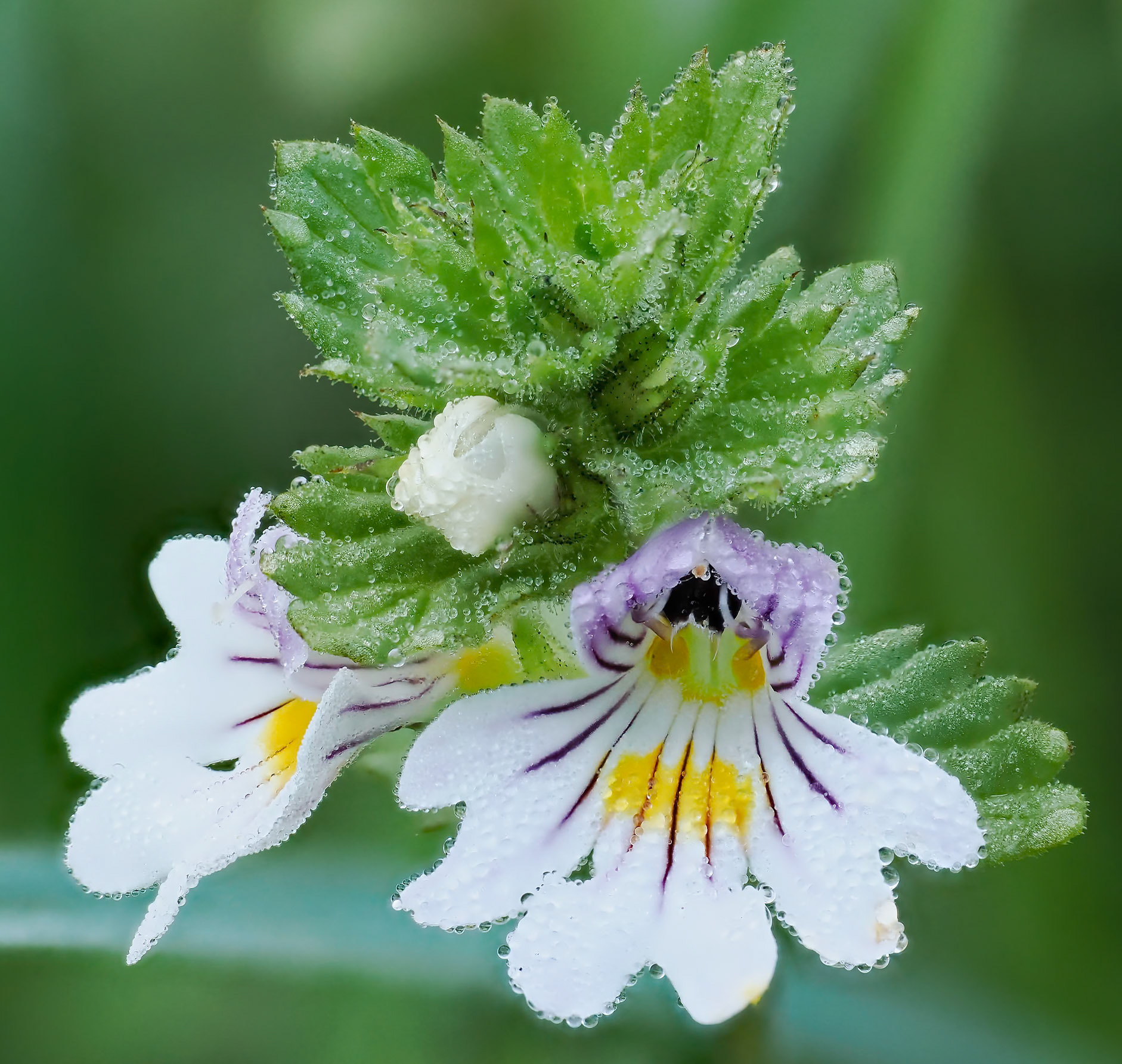 Eyebright