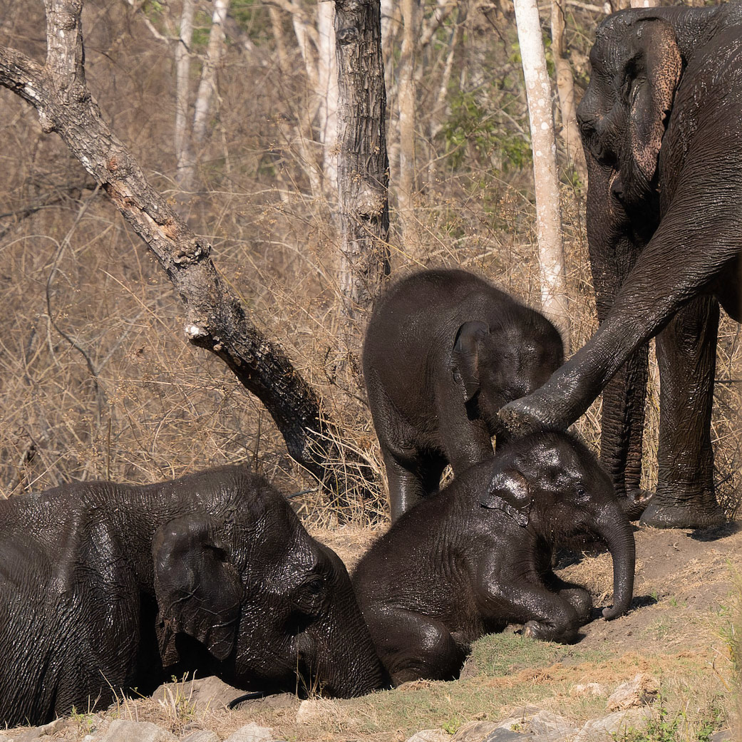 Push and a kick to baby elephant